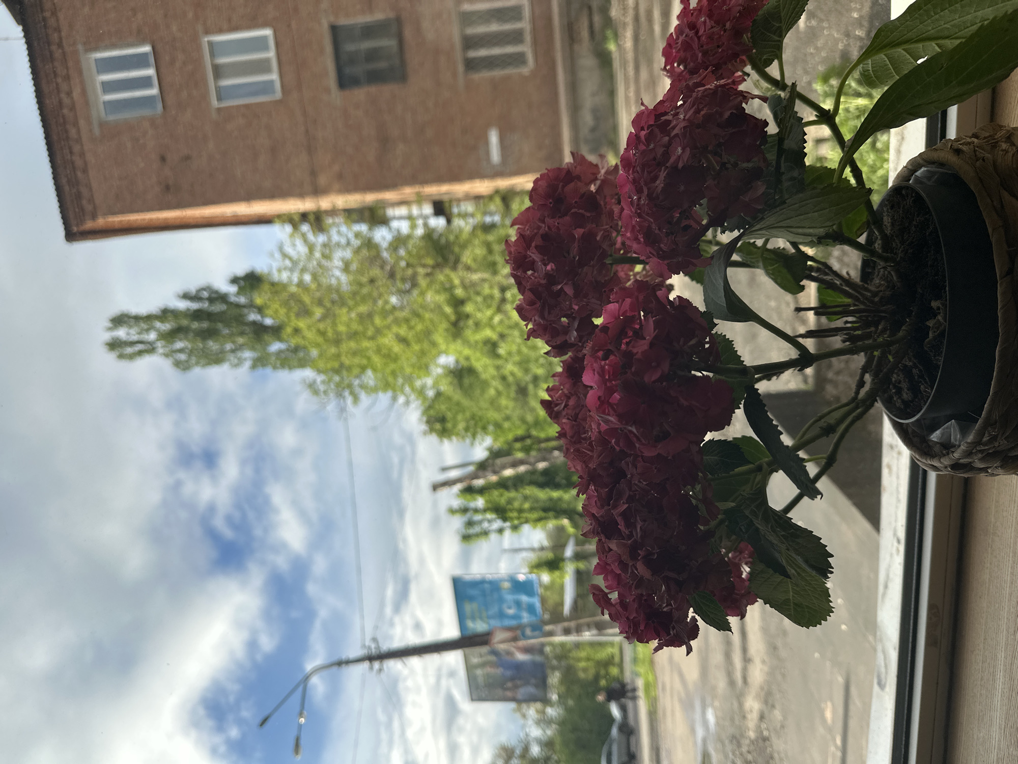The photograph captures a view from inside a building, likely a residence, in Kryvyi Rih, Ukraine. A potted hydrangea with dark red blooms and green leaves occupies the right foreground, positioned on a windowsill. Outside, the blurred reflection in the window reveals an urban street scene. A brick building is visible in the reflection, as are trees. The sky is partly cloudy. A street lamp and billboards are also reflected in the window. A vehicle is visible on the road, suggesting vehicular traffic. The focus is split between the indoor plant and the blurred outdoor scene. The light appears to be overcast.