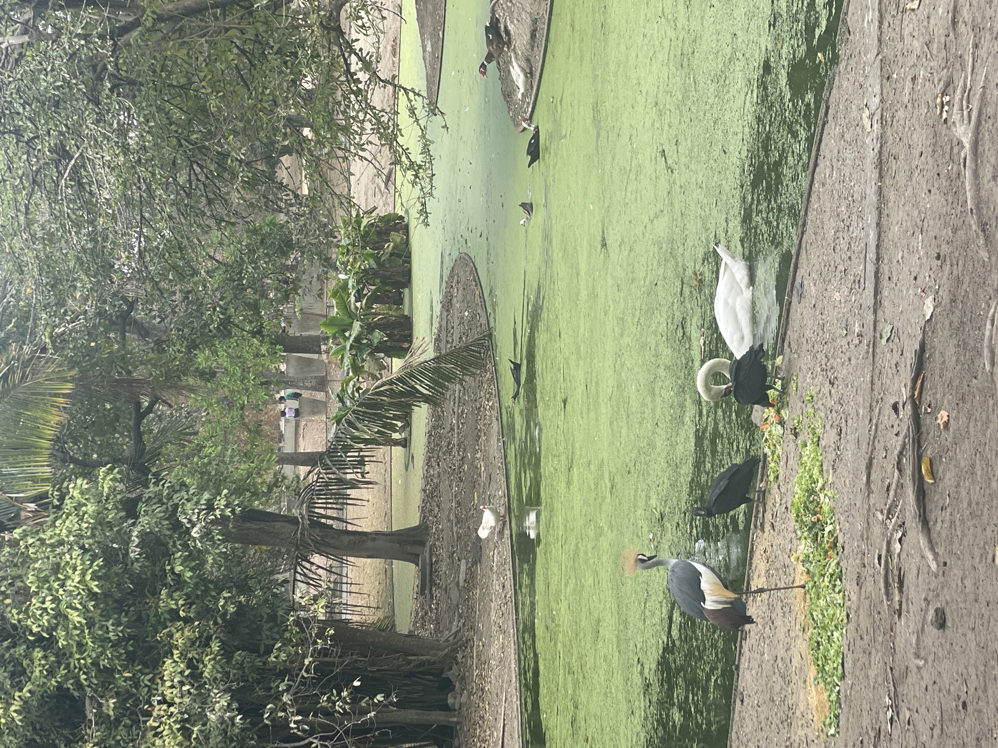 This image depicts a section of a zoo or aviary located in Caracas, Venezuela. The foreground shows a dirt bank bordering a body of water extensively covered in green aquatic vegetation. A Grey Crowned Crane stands on one leg on the left side of the bank, facing right. Next to it, two dark-feathered birds, likely vultures, are actively feeding on a pile of chopped green and orange vegetables laid out on the dirt. Adjacent to these birds, a white swan floats partially submerged in the green water, its neck curved downward. In the midground, several ducks are present in the green water; two dark-feathered ducks are swimming, and two ducks (one dark, one white) rest on a small dirt island. A single white domestic fowl stands on the far bank of the water. The background features dense, lush tropical foliage, including trees with visible roots and palm fronds. Two indistinct human figures are partially visible in the distant background, standing near a concrete structure.