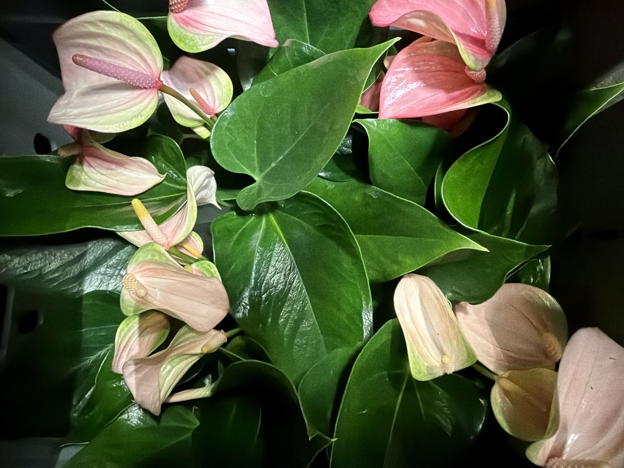 The image displays a collection of Anthurium plants. The plants have dark green, heart-shaped leaves that are glossy and prominently veined. Interspersed among the leaves are flowers with pink and cream spathes and spadices of various colors. The background is dark and indistinct, making the plants the focal point. The image does not contain any information that could reasonably place the image in the city of London, United Kingdom.