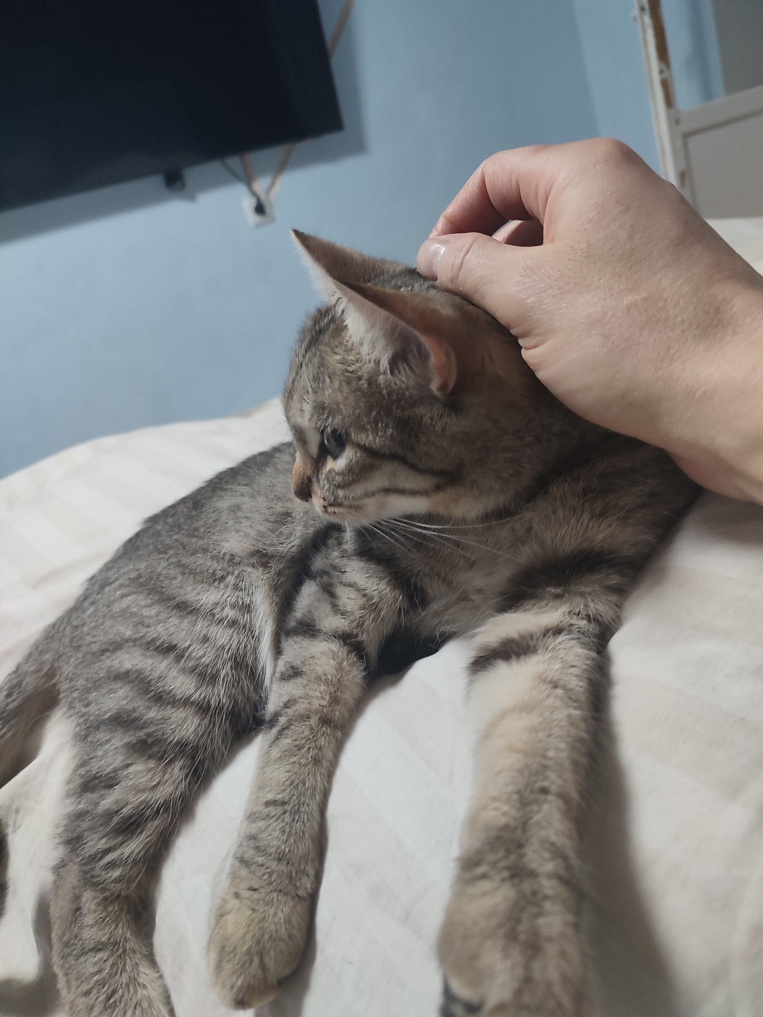 A tabby cat is lying on a striped bed sheet and is being petted on the head by a hand. In the background, there is a blue wall and a dark television. The location is Unknown, Unknown.