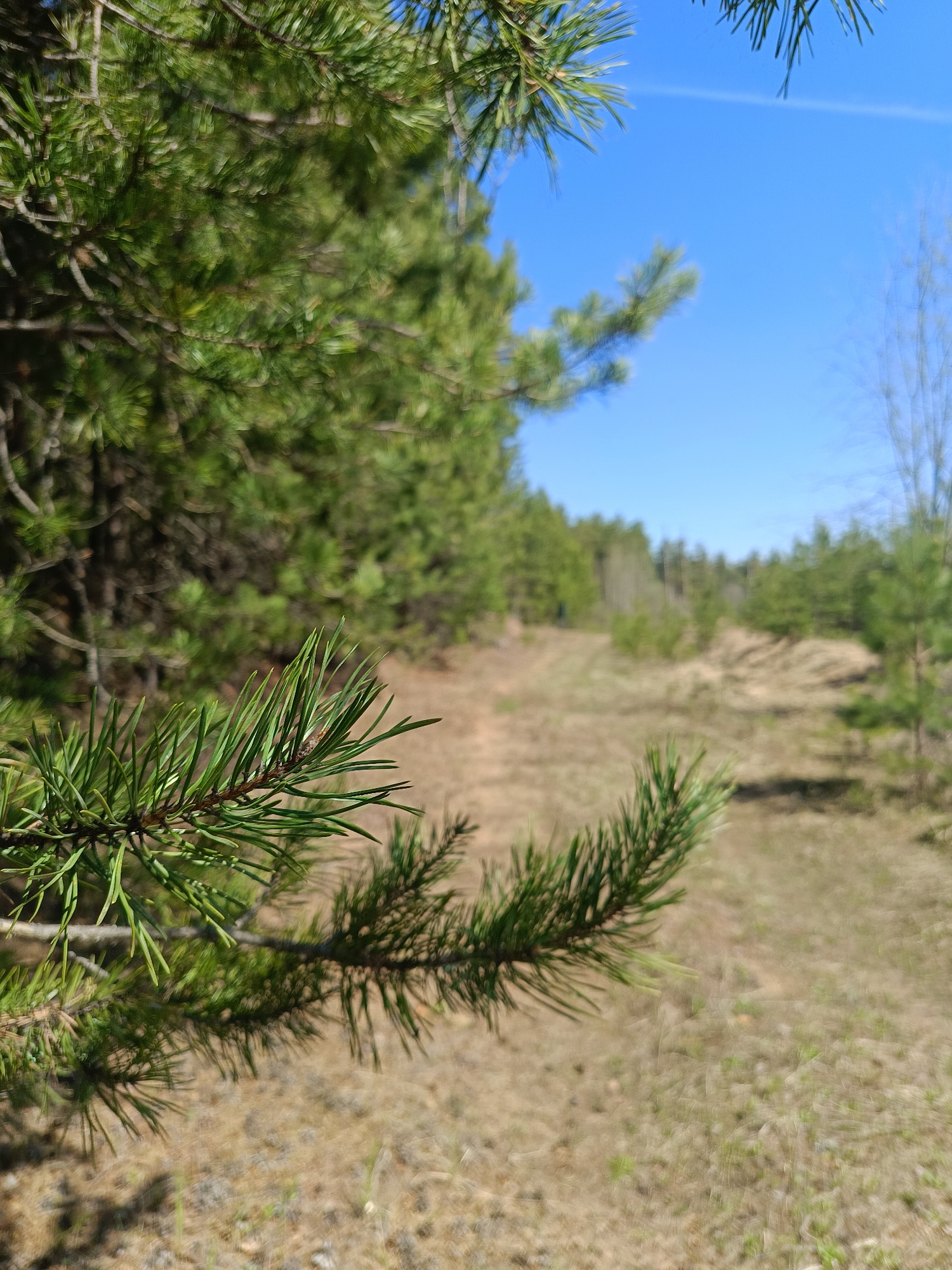 The image shows a forest scene with a pine branch in the foreground. The branch is in focus, showcasing its green needles. Behind the branch, the view opens up to a sandy path leading into a pine forest. The background is slightly blurred, but the forest appears to be dense. The sky is clear and blue. The location is Chaikovsky, Russia. The scene suggests a natural environment, possibly a recreational area or park.