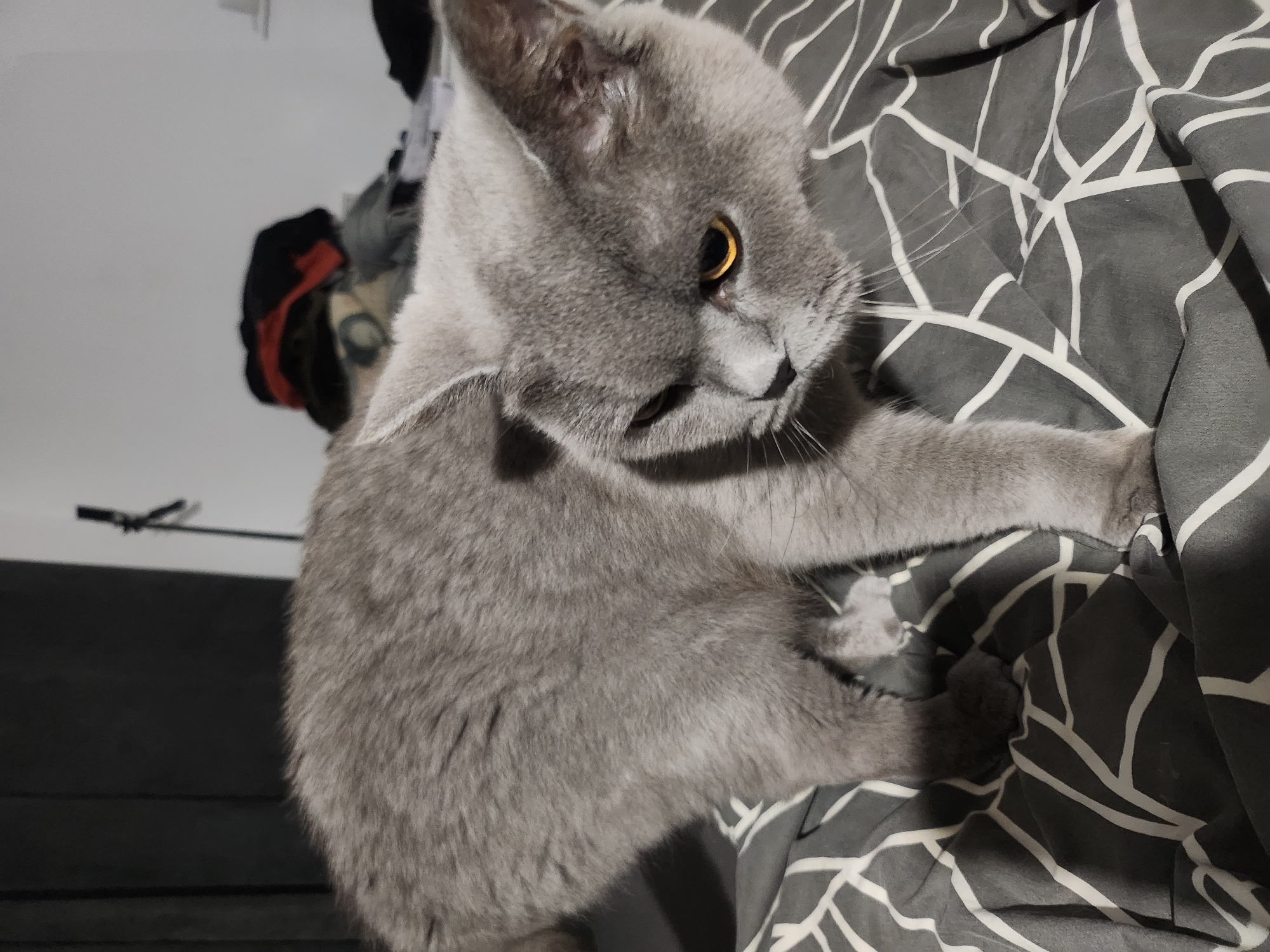 The image shows a gray cat with yellow eyes on a bed with gray and white patterned sheets. The cat is in a semi-crouching position, looking down and to its right. The background is out of focus, but appears to be a bedroom with some clothing piled on a surface and a dark curtain on the left. There is no indication of the city of Tsarevo, Bulgaria in the image.