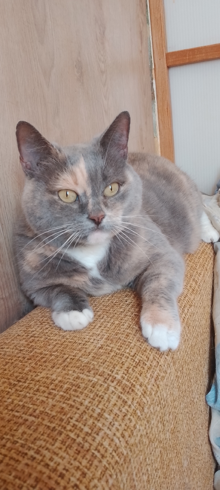 A calico cat with gray, white, and peach patches and yellow eyes is lying on a textured brown couch. The cat is looking directly at the camera. The background consists of a light-colored wooden wall and a white corrugated wall, with a wooden beam visible on the right. The scene appears to be indoors, in a residential setting.