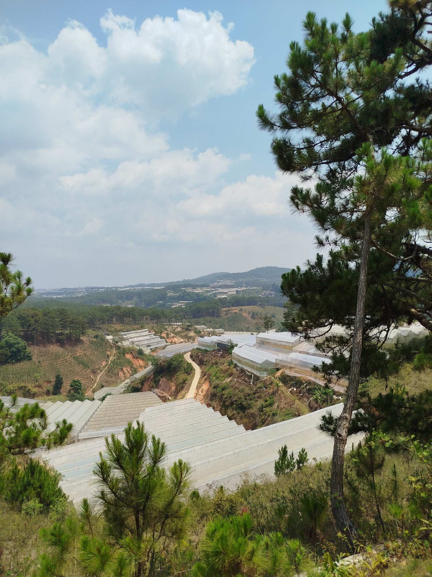 The image shows an overview of greenhouses in Lang Biang - Da Lat, Vietnam. The greenhouses, likely for agriculture, form a large part of the landscape. These greenhouses are white and long, in rows that follow the contours of the land. The land is hilly with greenery and red soil and winding roads. In the foreground, there is lush vegetation including pine trees framing the scene. In the distance are mountain ranges. The sky is blue with scattered white clouds.