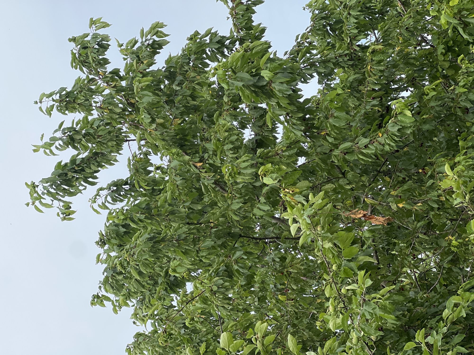 A close-up, eye-level shot captures a dense canopy of a deciduous tree, likely a cherry tree, against a pale, overcast sky. The branches are laden with abundant, lush green leaves, some appearing slightly glossy, possibly from recent rain. Interspersed among the foliage are clusters of dark red cherries, indicating a late summer or early autumn setting. A few dried, brown leaves are also visible, adding a touch of autumnal color. The background is a uniformly light gray sky, providing no contextual information about the location. The image is shot from below, looking upwards into the tree. There are no people or animals present in the frame. The scene is static and evokes a sense of natural abundance.