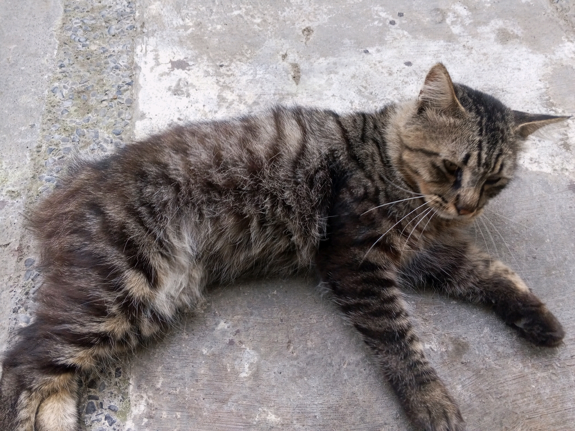 A tabby cat is lying on a concrete surface with a strip of gravel and concrete to its left. The cat is facing to the right, with its head down and eyes partially closed. Its fur is a mixture of brown, black, and gray stripes. The concrete surface appears weathered and worn. The image was taken outdoors in Tamansari, Indonesia.