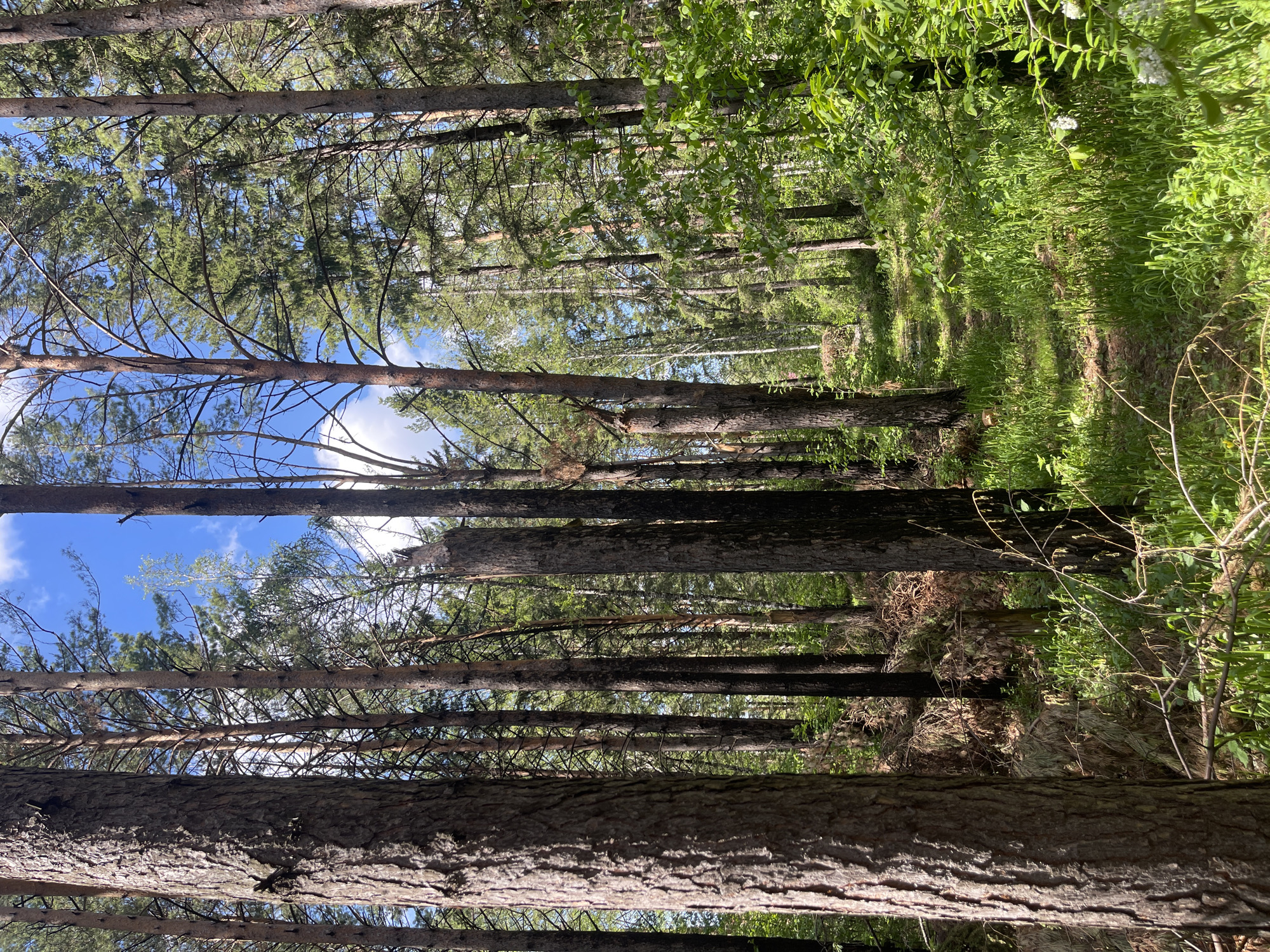 The image depicts a forest scene in Минино, Russia. Tall, thin trees with textured bark dominate the view, stretching upwards towards a blue sky partially obscured by branches and foliage. Sunlight filters through the canopy, illuminating a forest floor covered in grass and undergrowth. A narrow path or clearing is visible between the trees. No people or animals are discernible. The scene conveys a sense of depth and natural light within a wooded area.