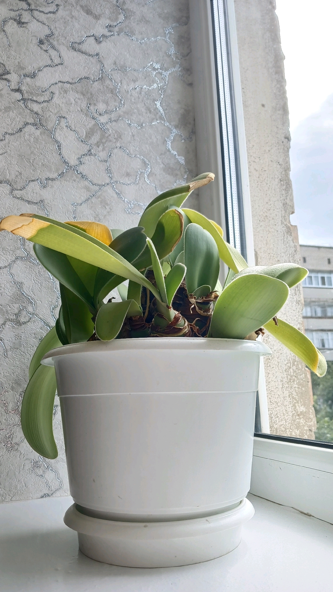 A potted plant with broad green leaves, some with yellowing tips, sits on a windowsill. The plant is in a white plastic pot with a matching saucer. Behind the plant, a textured wallpaper with a metallic pattern is visible. To the right, a window frames a view of a building exterior. The scene appears to be indoors, possibly in an apartment in Haivoron, Ukraine.