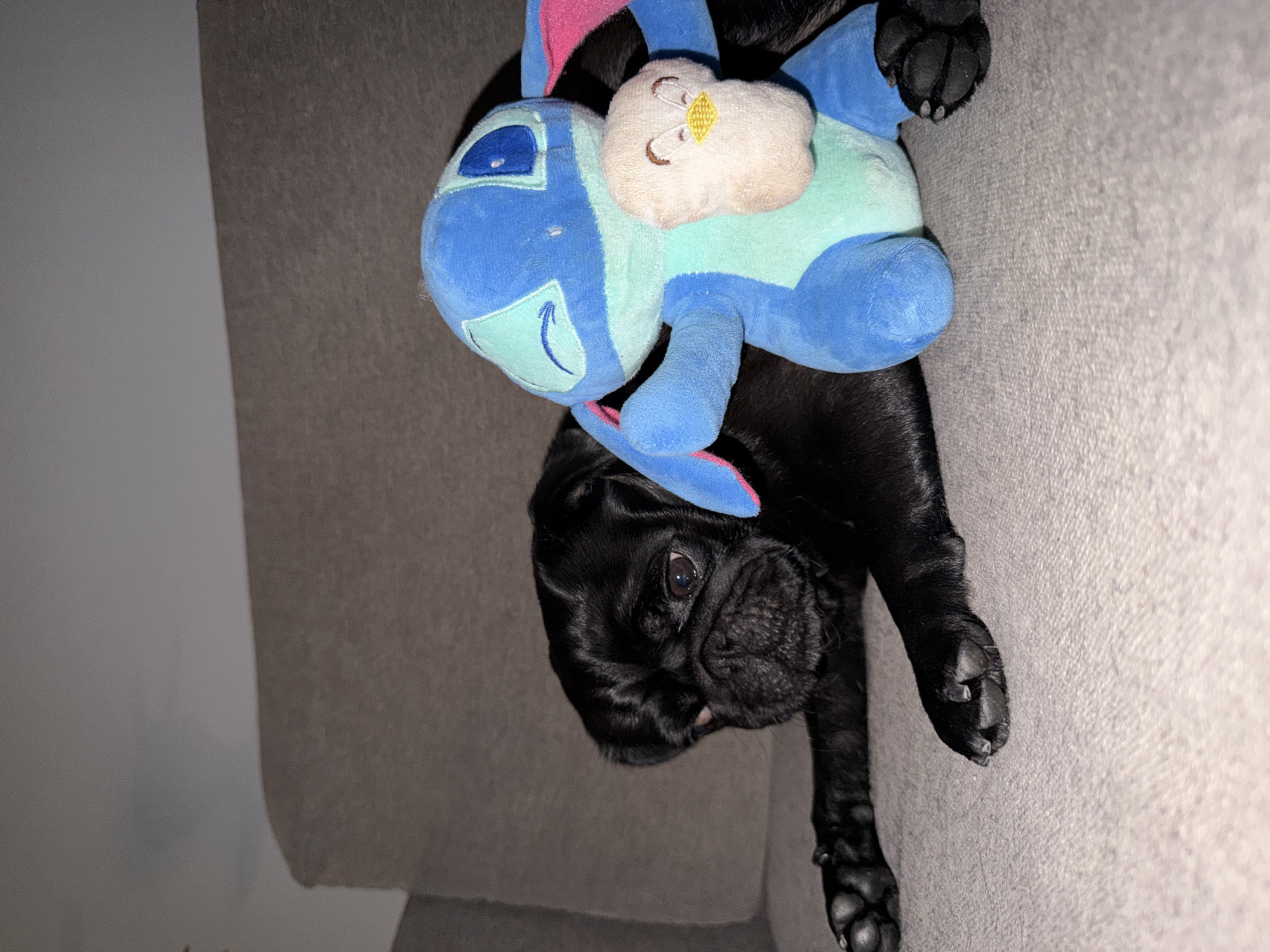 A black pug puppy is lying on a grey couch, with a blue and green plush toy on its back. The puppy has dark eyes and a wrinkled face. The plush toy is in the shape of a cartoon character, possibly a dragon or a mythical creature, with pink accents. A smaller, beige plush object with embroidered eyes and a diamond shape is attached to the main toy. The background is a textured grey couch. The lighting suggests it is indoors, possibly in the evening or with artificial light, as there are shadows visible. The image is taken from a top-down perspective, with the puppy's head and front paws visible, while its body extends down the couch. The puppy appears relaxed, with its tongue slightly protruding. No visible text is present in the image. The context of Sirius, Russia, does not provide any specific visual cues within the image itself.