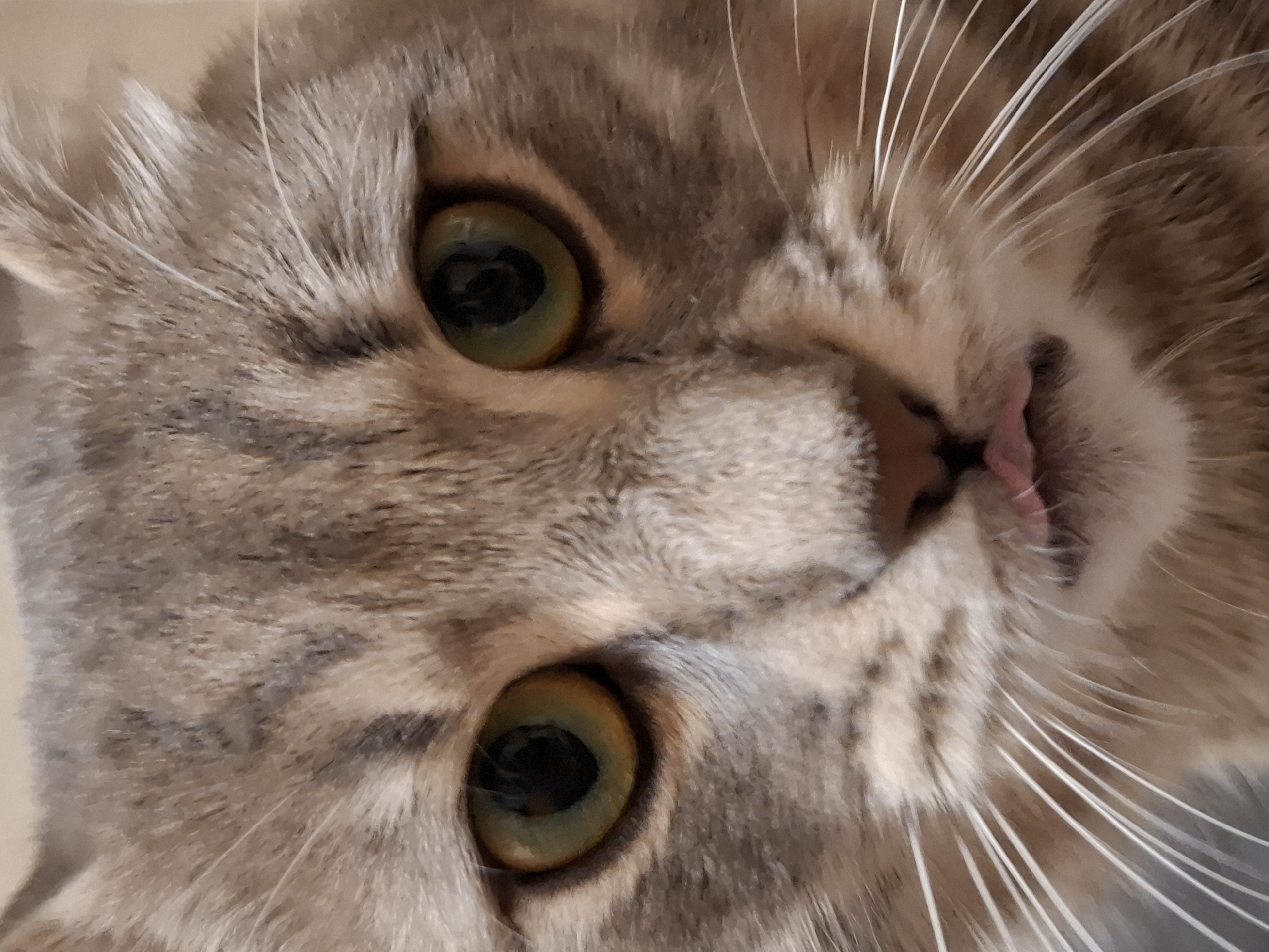 A close-up shot depicts a gray tabby cat with green eyes, showing a small pink tongue. The cat's face is slightly rotated. The location is not discernible from the image.