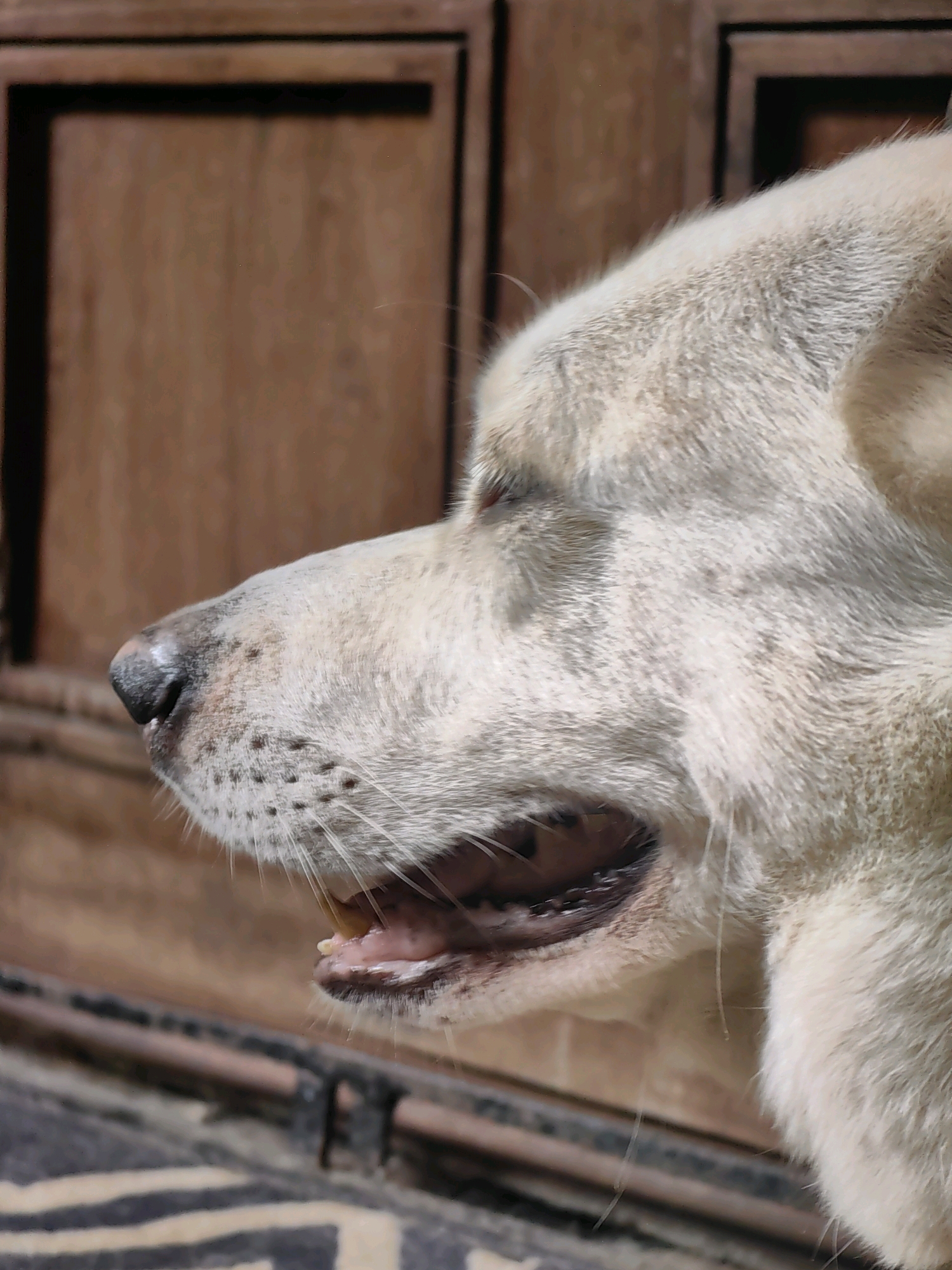 A close-up profile shot captures a light-colored dog with its mouth slightly open, panting, against a blurred background of wooden doors and a metal railing. The dog's nose is dark and wet, with visible black spots on its muzzle. The fur appears somewhat disheveled. The lighting suggests an outdoor setting. The image does not provide information about its location in Mumbai, India, nor does it depict any people or specific actions beyond the dog's panting.