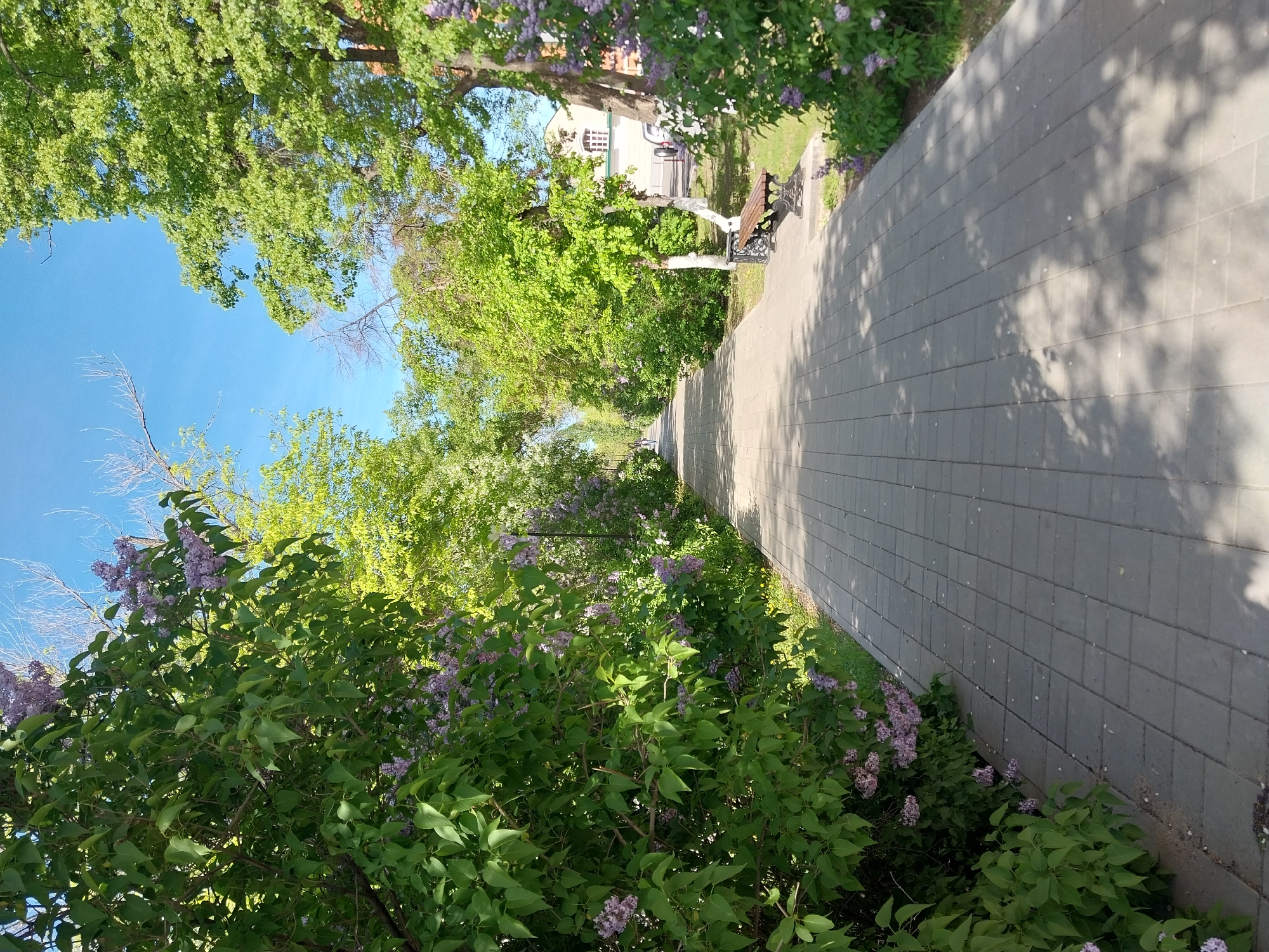 The image depicts a paved walkway in what appears to be a park or green space in Orenburg, Russia. The walkway is constructed of grey rectangular pavers and extends into the distance. Trees with green foliage are visible on either side of the walkway, casting shadows on the pavers. Lilac bushes are present along the walkway, with their purple flowers in bloom. A bench with a decorative metal frame is visible on the right side of the walkway, partially shaded by the trees. In the background, a building can be seen. The sky is blue.