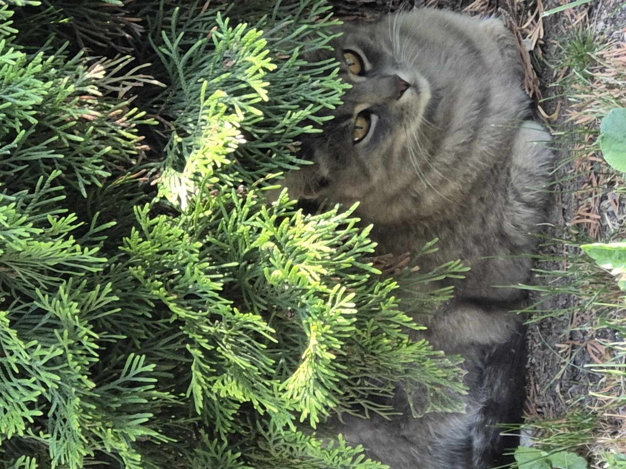 A medium shot captures a gray tabby cat partially concealed beneath the dense green foliage of a conifer tree. The cat is lying down, its body forming a loaf shape, with its paws tucked beneath it. Its head is visible, and it is looking directly at the camera with striking yellow eyes. The cat's fur exhibits a tabby pattern of darker gray stripes against a lighter gray base. The surrounding environment appears to be a natural outdoor setting with dry leaves and grass on the ground. The lighting suggests it is daytime, with sunlight filtering through the branches, creating bright highlights on the foliage and a soft glow on the cat's face. The overall impression is of a stealthy or camouflaged animal in its natural habitat.