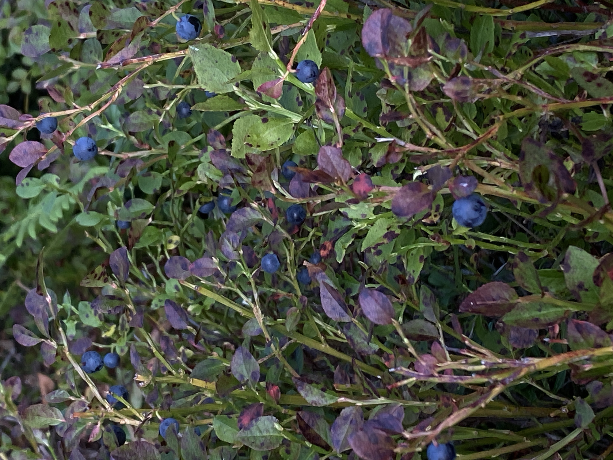 The image shows a close-up view of a blueberry bush with ripe blueberries and purplish-green leaves. The bush is dense and appears to be growing in a natural outdoor setting. The lighting suggests it might be overcast or late in the day. There are no people or man-made objects visible in the frame. The location of Baltiiskoe, Russia, is not discernible from the image itself.
