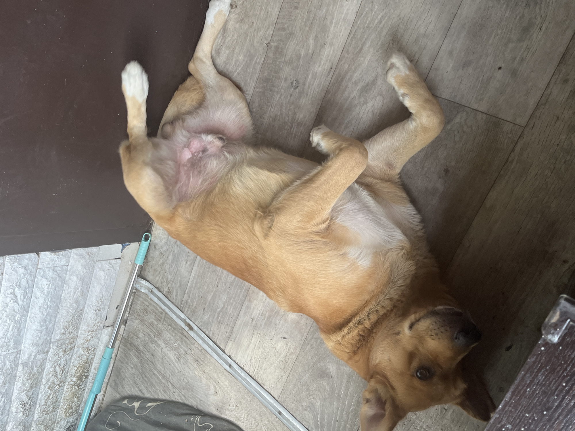 A light brown dog lies on its back on a light gray wooden floor. The dog's belly is visible. One paw is white, and it is next to a door. A mop and a gray fabric bag lie next to the door. The location is unknown, not Vesyoloye, Russia.