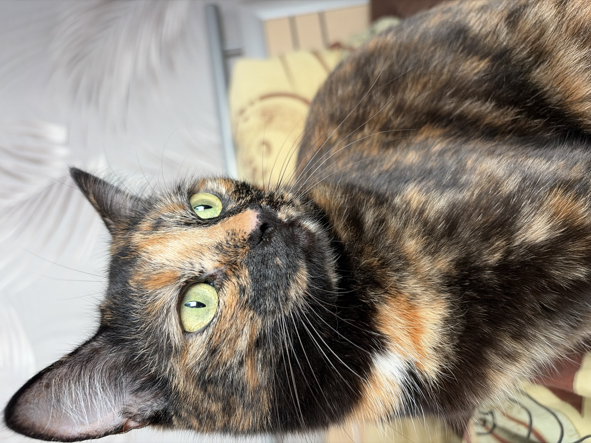 A close-up, high-angle shot shows a tortoiseshell cat with green eyes. The cat's fur is a mix of black, brown, and orange. The cat is lying down on a surface with patterned fabric in the background. The location is identified as Chaikovsky, Russia.