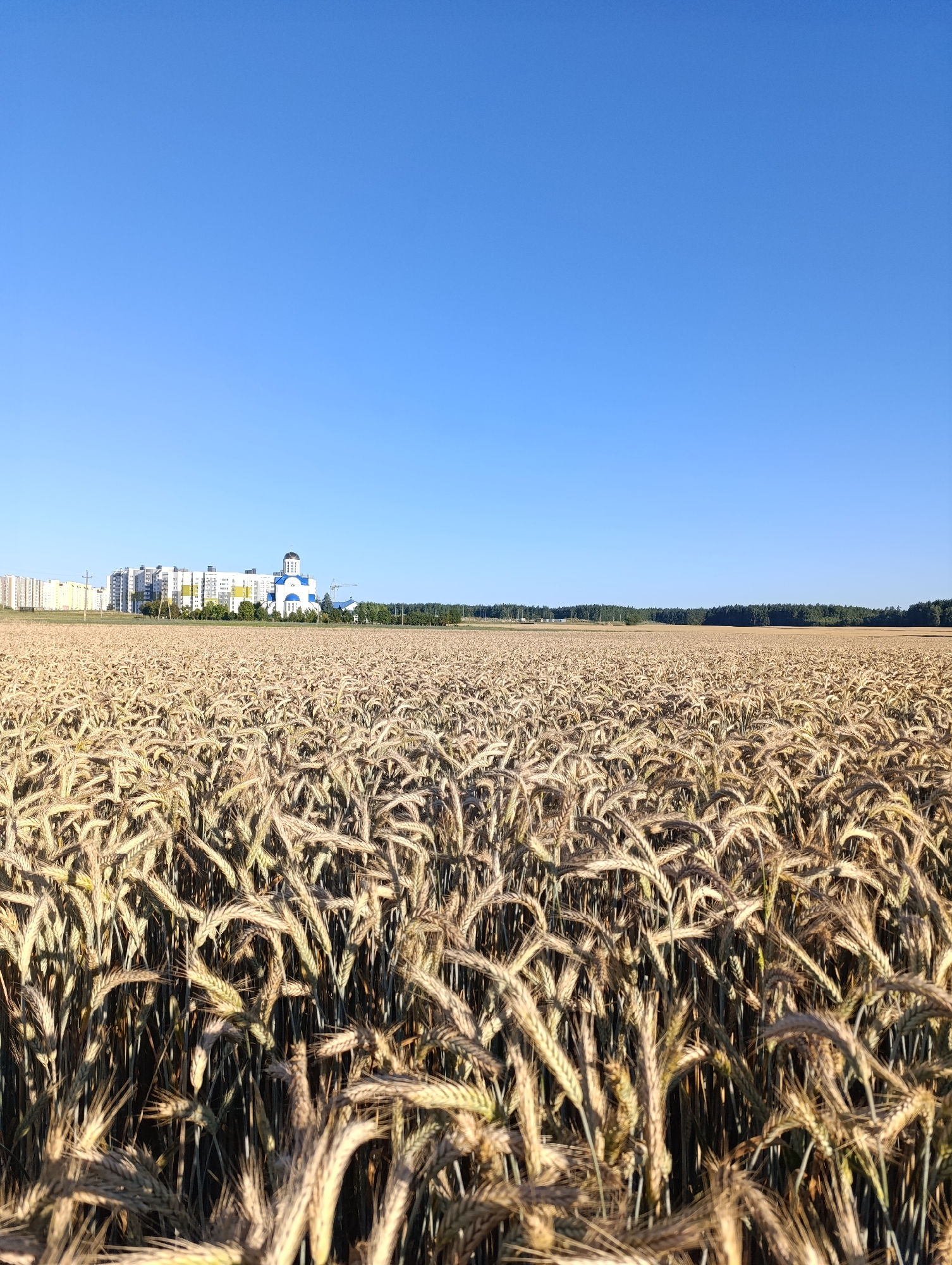The image shows a golden wheat field in the foreground, stretching towards the horizon under a clear blue sky. In the middle ground, a white church with a blue dome and a cluster of apartment buildings are visible. The buildings are located in the city of Zhodzina, Belarus, as indicated by the provided context. The background features a line of trees and more buildings. The scene appears to be captured during daylight, with sunlight illuminating the wheat stalks and casting shadows. There are no people or animals visible in the image. The overall atmosphere is tranquil and serene.