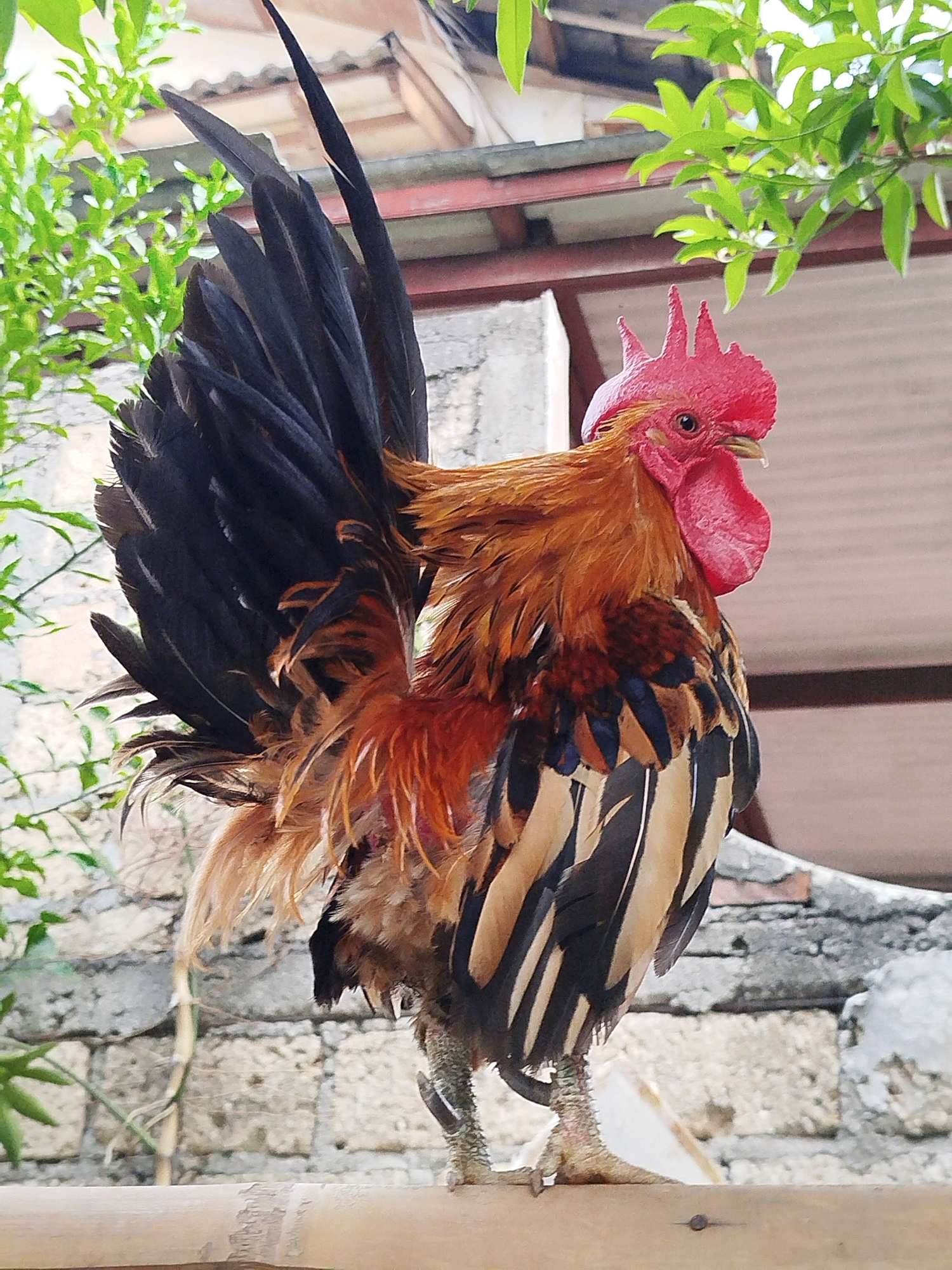 A rooster stands on a wooden surface, facing right. Its head, adorned with a bright red comb and wattle, is turned towards the viewer. The rooster has a predominantly orange and brown body with black and tan striped tail feathers. Green foliage and a rustic stone wall are visible in the background. This scene appears to be in a residential outdoor setting, possibly in Depok, Indonesia.