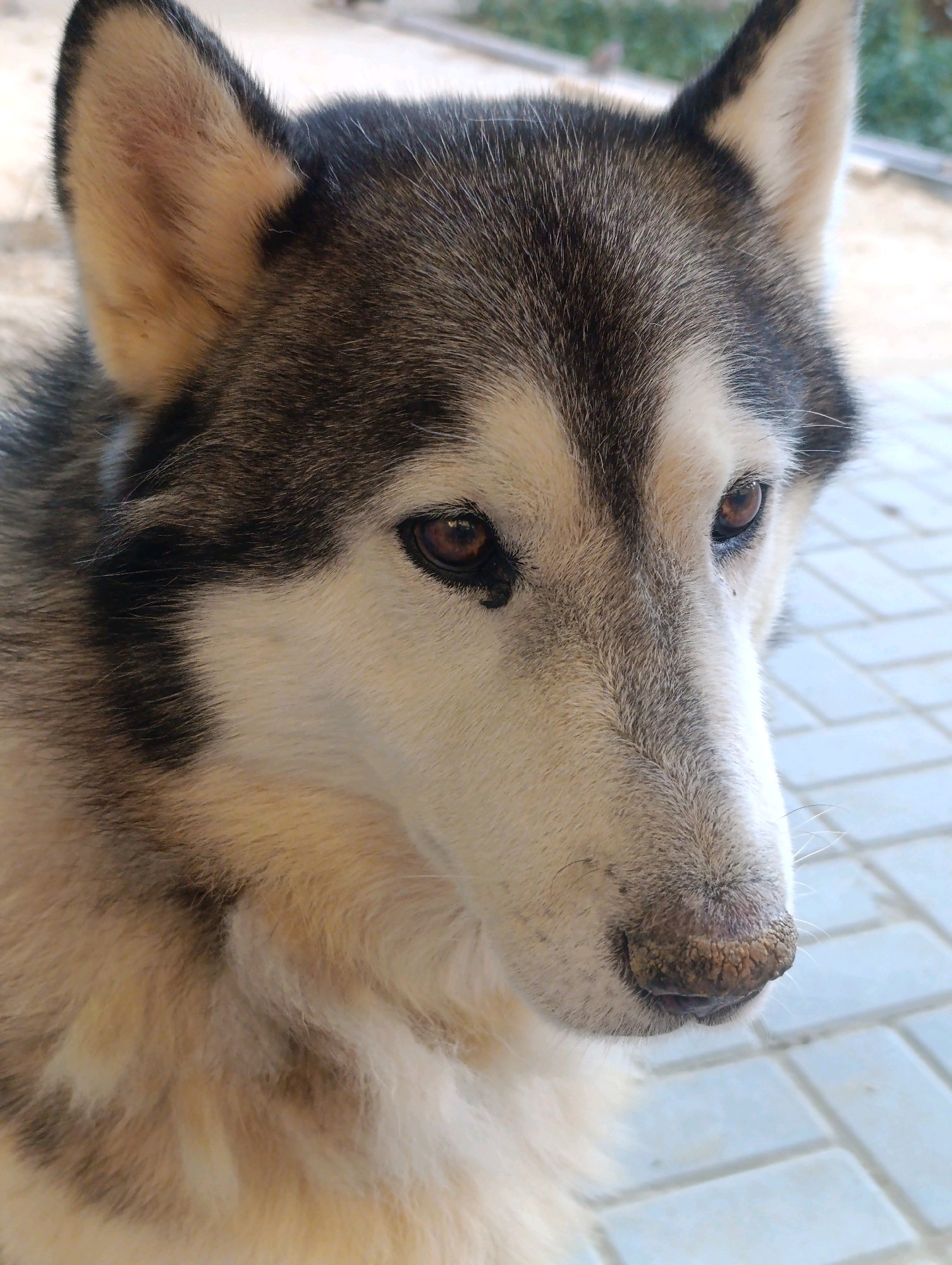 A close-up, head-and-shoulders shot focuses on the face of a husky dog. The dog's fur displays a common husky pattern of black and white markings, with the white fur being prominent on its muzzle, chest, and around its eyes. Its eyes are a deep brown, and its ears are erect and triangular. The dog appears to be outdoors, with a tiled surface visible in the background, suggesting a paved area such as a walkway or patio. The background is slightly blurred, keeping the focus on the dog. The image appears to have been taken during daylight hours. No specific location in Navoiy City, Uzbekistan is identifiable from the visual information.