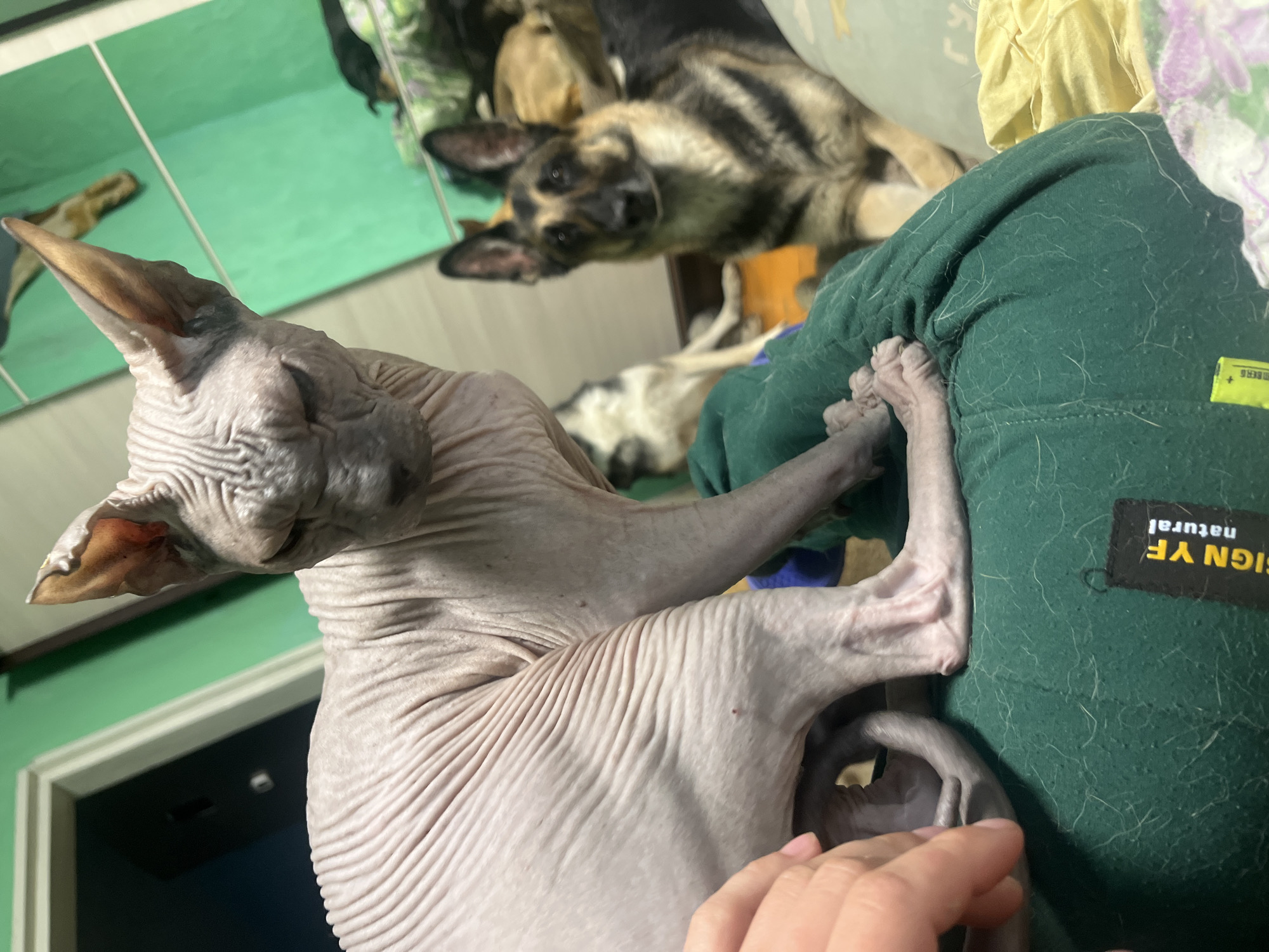 This image depicts an indoor scene in Nizhny Tagil, Russia, featuring multiple animals and a partial human presence. In the foreground, a mature Sphynx cat is centrally positioned, with its hairless, wrinkled, light-pinkish skin prominently displayed. The cat is seated upright on a dark green, textured cushion or pillow, which exhibits light-colored pet hair on its surface. A black label with white and yellow text, partially legible as "SIGN YF natural," is attached to the side of this cushion. A human left hand, with a light skin tone, is visible on the lower left, gently touching the Sphynx cat's left hip area. The cat's head is turned towards the viewer, with its gaze directed downwards.
In the mid-ground, on the right side of the frame, a German Shepherd dog is present, either seated or lying down, with its body oriented forward and its gaze directed towards the camera. This dog exhibits a characteristic black and tan coat pattern and erect ears. Further back, positioned behind the Sphynx cat, a second dog, possibly a German Shepherd or similar breed with a lighter, possibly white and black coat, is partially visible. A third, tan-colored dog is dimly discernible lying down in the far background on the right.
The background consists of a wall painted a distinct teal-green color, exhibiting vertical and horizontal lines suggesting paneling or tiling. In the upper left portion of the image, a dark doorway with a white trim is visible against this wall. On the far right, a surface is covered with patterned bedding, displaying purple, green, and white motifs, alongside a distinct yellow fabric. The floor visible beneath the dogs in the background appears to be a yellowish-brown color. The scene is illuminated by artificial light, casting visible shadows.