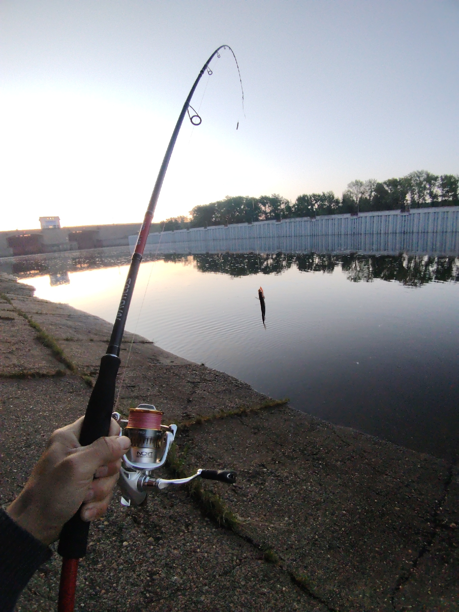 A first-person view shows a fishing rod bent under the weight of a fish just caught in the city of Chaikovsky, Russia. The fishing rod is red and black and the reel is silver. The fishing line is taut. The fish is small and dark, hanging mid-air from the line above the water. The water is calm and reflects the trees and the structure in the background. The trees are green and the structure appears to be a dam or a reinforced riverbank. The sky is light gray. The person holding the rod is standing on a concrete embankment.