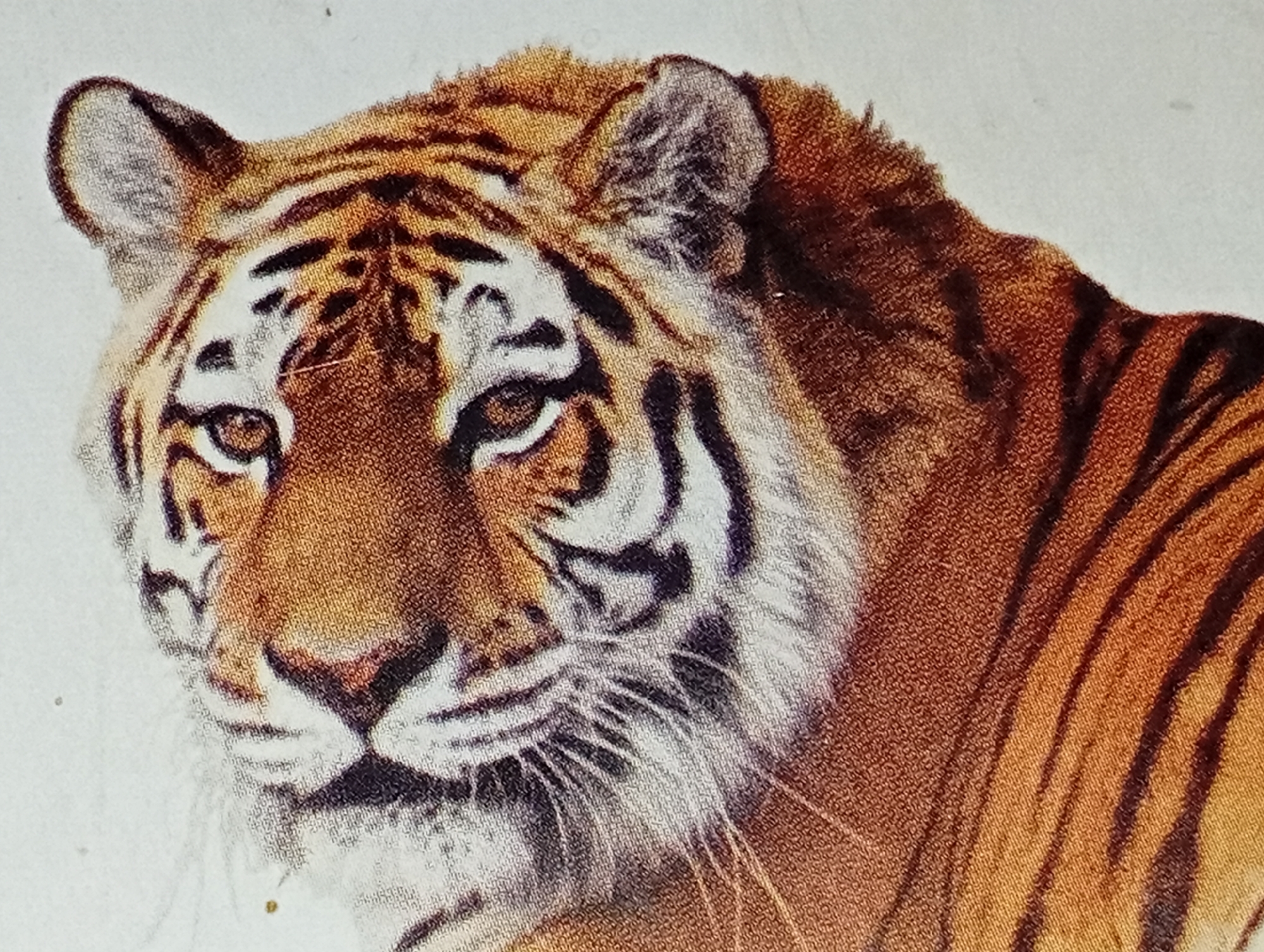 The image is a close-up, medium shot of a tiger's head and upper body, angled to the left. The tiger has distinctive orange fur with black stripes and white markings around its eyes, nose, and muzzle. Its eyes are open and focused, and its ears are erect. The background is a plain, light color, possibly white or off-white, with some subtle texture. The image appears to be a photograph or a realistic illustration. There is no discernible location in the city of Lhokseumawe, Indonesia, within the image itself.