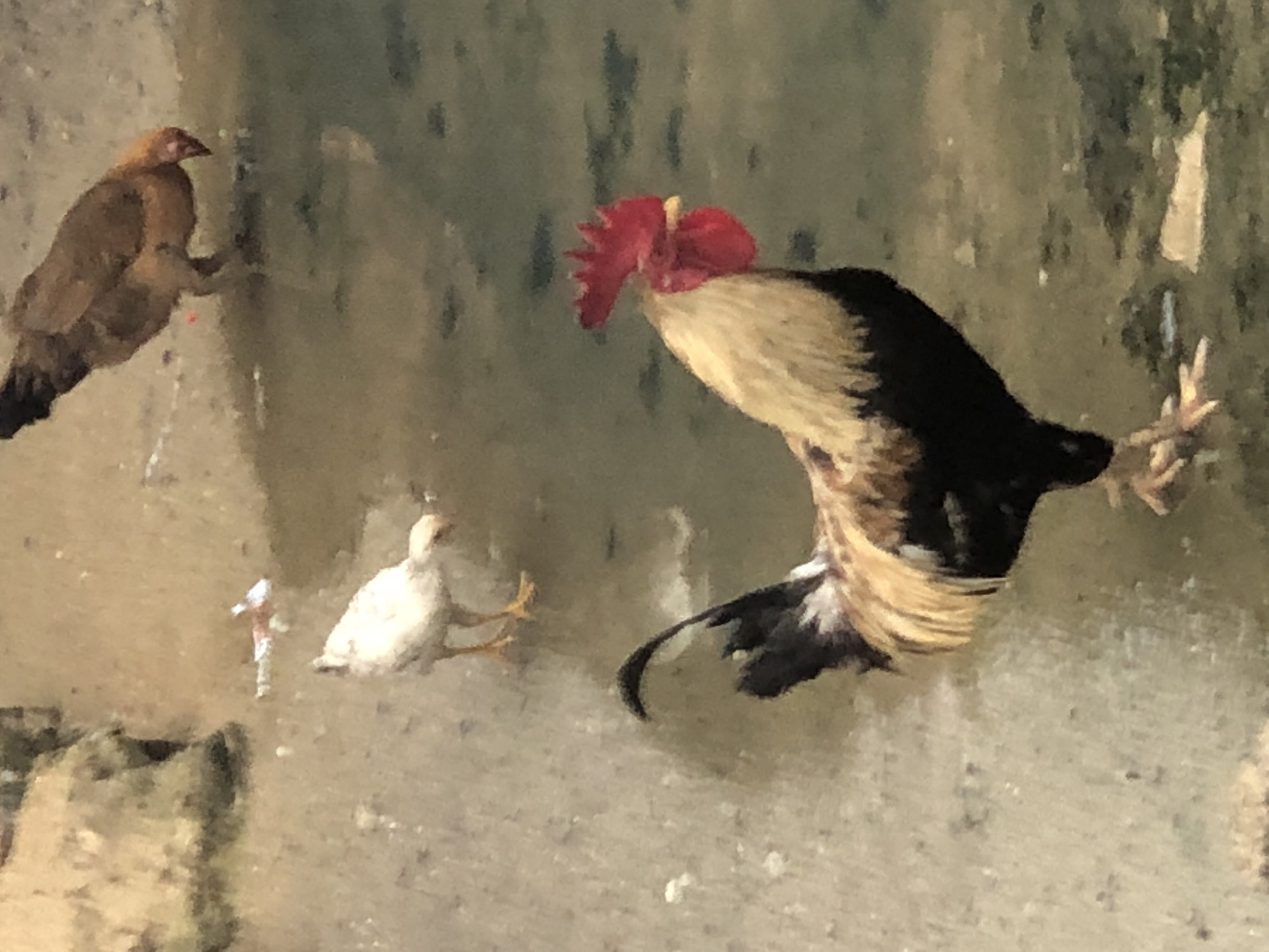 Three chickens are on a concrete surface. One is brown, one is white, and one is a rooster with black, white, and gold feathers and a red comb. The location is Ado, Nigeria.