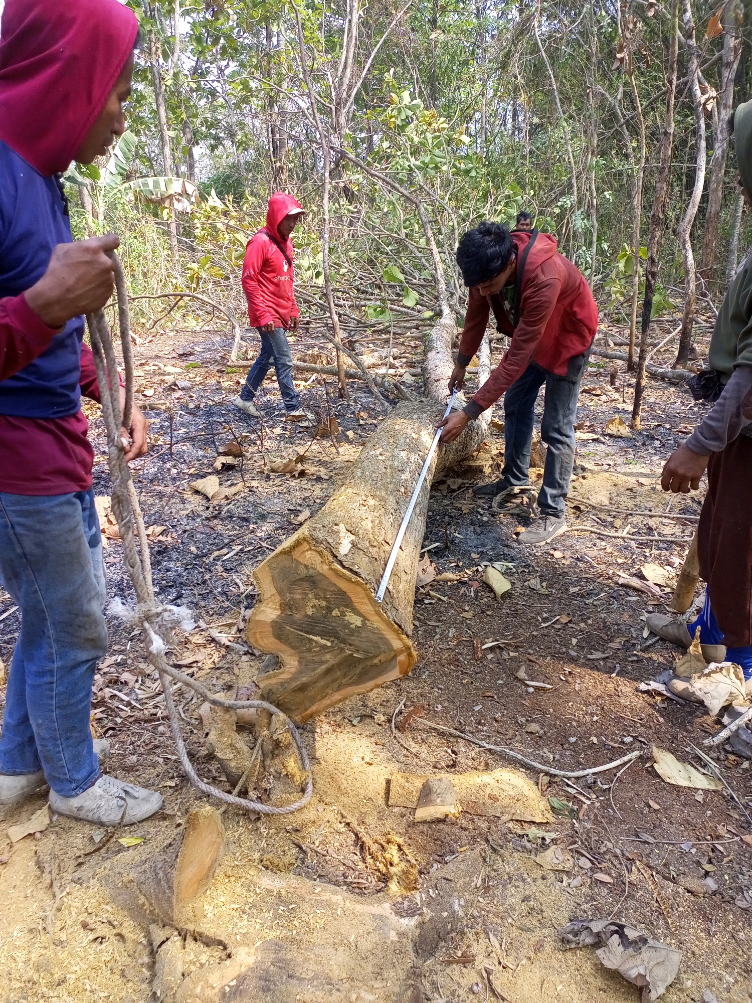 In Jatiroto, Indonesia, a group of individuals is engaged in logging activities within a forest clearing. The scene is characterized by fallen trees and scattered debris, suggesting recent felling. In the foreground, a man wearing a blue shirt and a maroon hooded jacket holds a thick rope, his gaze directed to the left. Adjacent to him, a large felled log lies on the ground, exhibiting a freshly cut surface. Another man, dressed in a maroon hooded jacket and dark pants, is in the process of measuring the diameter of this log with a white measuring tape. Behind him, another individual in a red hooded jacket is visible further in the background. The environment is dense with trees and undergrowth, with the ground covered in soil, fallen leaves, and sawdust. Sunlight filters through the canopy, creating dappled lighting on the forest floor. The presence of tools and the actions of the individuals indicate a process of timber harvesting.