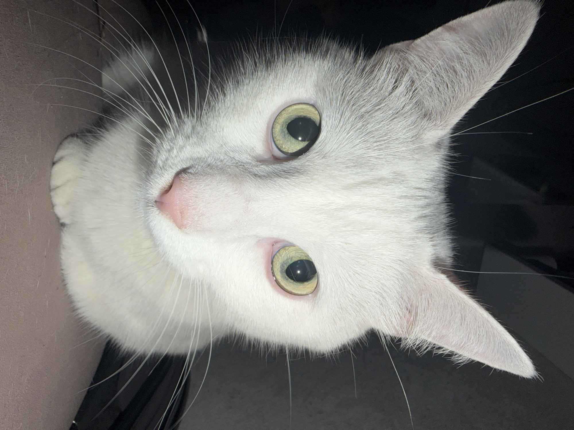 A close-up, high-angle shot shows a white cat with light green eyes and a pink nose. The cat is facing upward towards the camera. Its head is slightly tilted. The background is dark and out of focus. The cat's whiskers are long and white. Part of the cat's body is visible in the lower left corner, resting on what appears to be a light brown surface. There is no evidence to suggest the location is in Novosergievka, Russia.