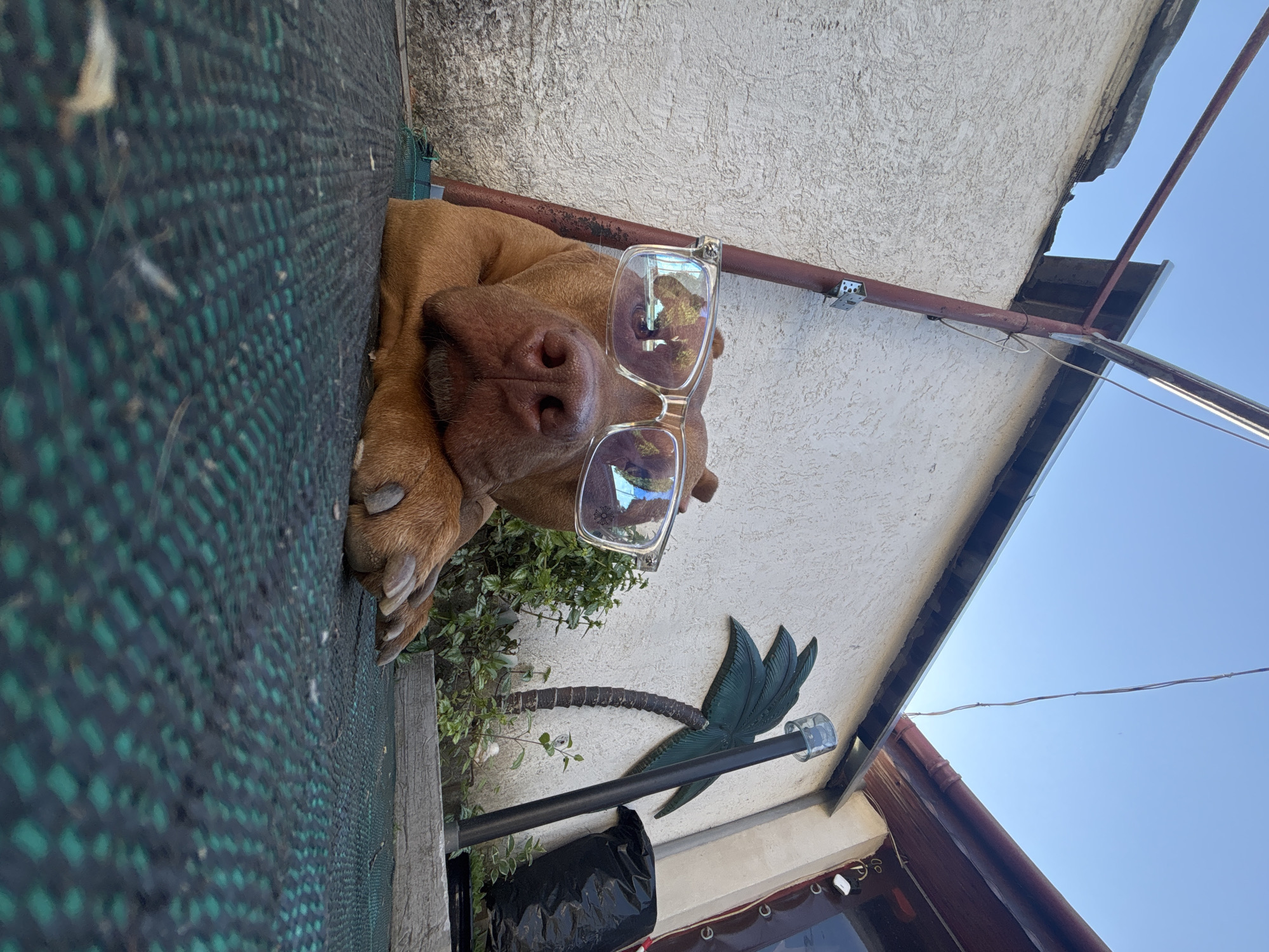 A light brown dog wearing glasses is lying on a green mesh surface. The dog's paws are visible on the left side of the frame. Behind the dog, there is a textured, off-white wall. A brown pipe runs horizontally across the wall. Below the wall, there is a decorative palm tree. Above, a section of the sky is visible, including the edge of a roof. The image orientation is tilted. The location is indicated as Lom, Bulgaria.