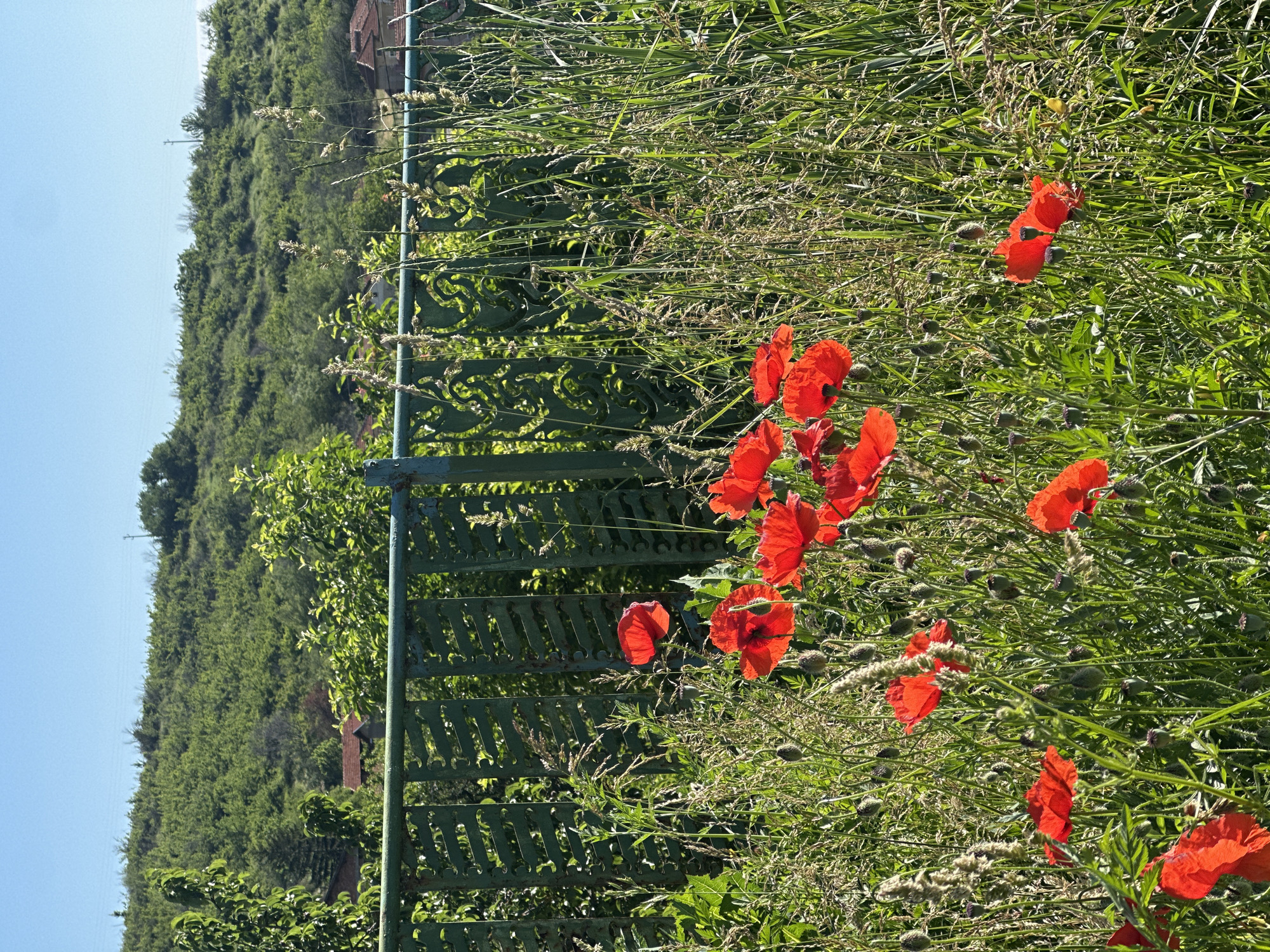 The image shows a field of red poppies growing next to a green metal fence. Behind the fence is a hillside covered in green trees and bushes. The sky is blue and clear. The location is in the city of Unknown, Unknown.
