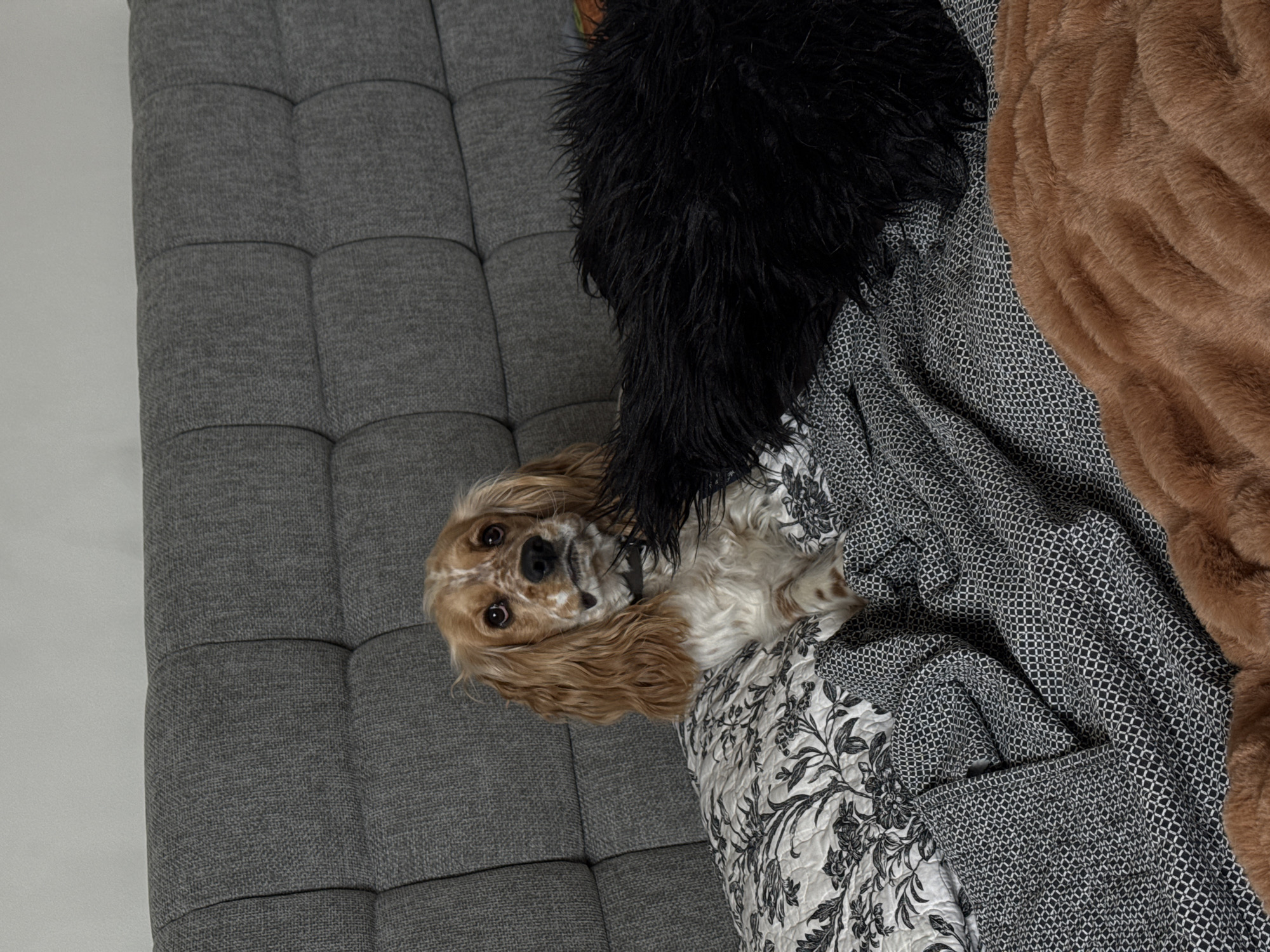 A tan and white Cocker Spaniel dog is resting on a gray tufted sofa. The dog is lying on top of a black and white floral-patterned quilt and a gray patterned blanket, with a black faux fur pillow and a brown faux fur blanket nearby. The location is not identifiable from the image.