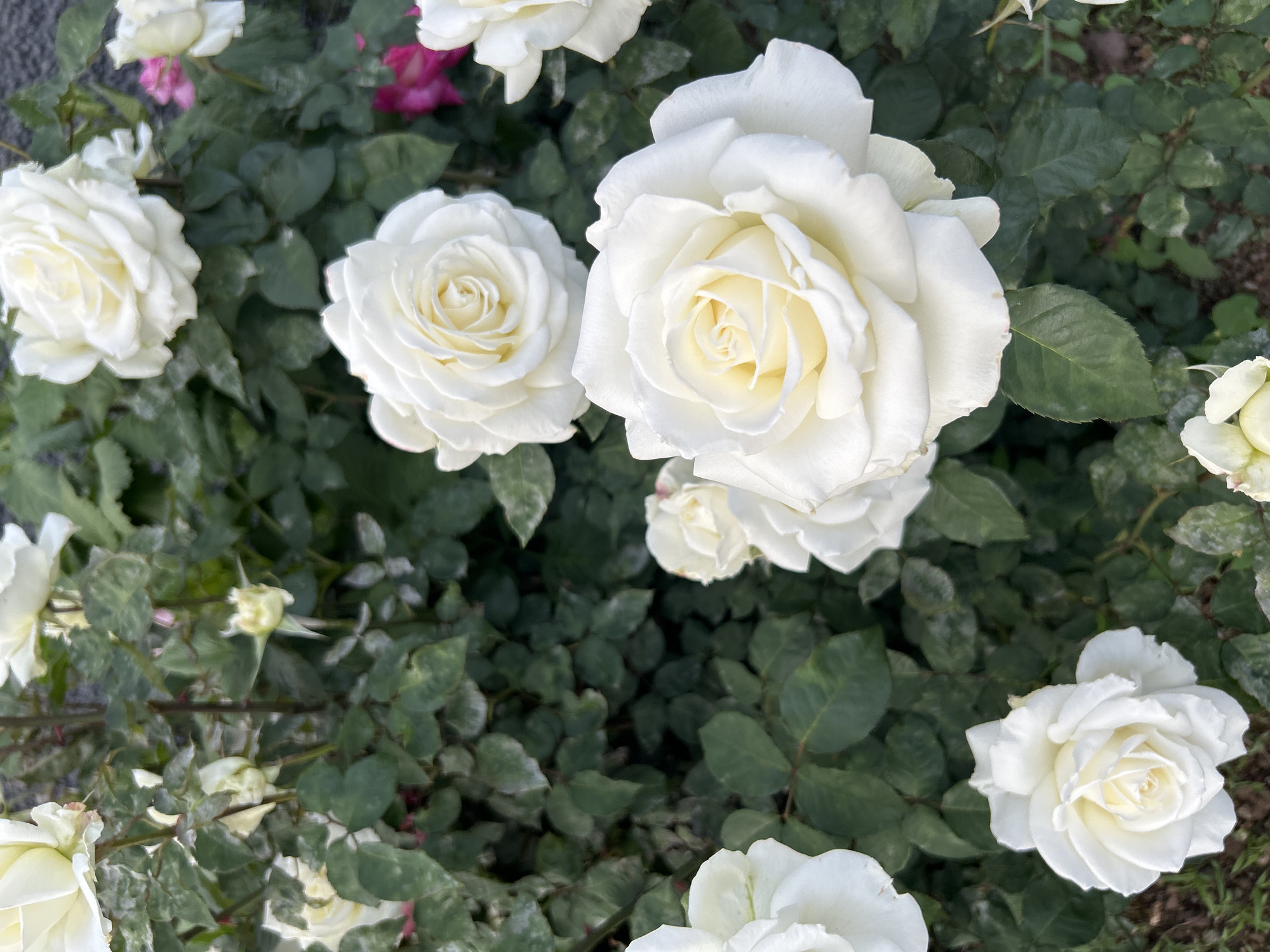 The image shows a close-up of white roses blooming in a garden. The roses are in various stages of bloom, with some fully open and others still tightly closed. The petals are a creamy white color. The rose bushes have dark green leaves with a slight gloss and some visible imperfections. The background consists of more leaves and hints of other colors, including pink, suggesting the presence of other flowers. The location is likely a public garden or park within the city of Câmara de Lobos, Portugal, considering the cultivated appearance of the roses and foliage. There is no indication of people or any specific actions or interactions occurring within the scene. The focus is solely on the roses and their immediate surroundings.