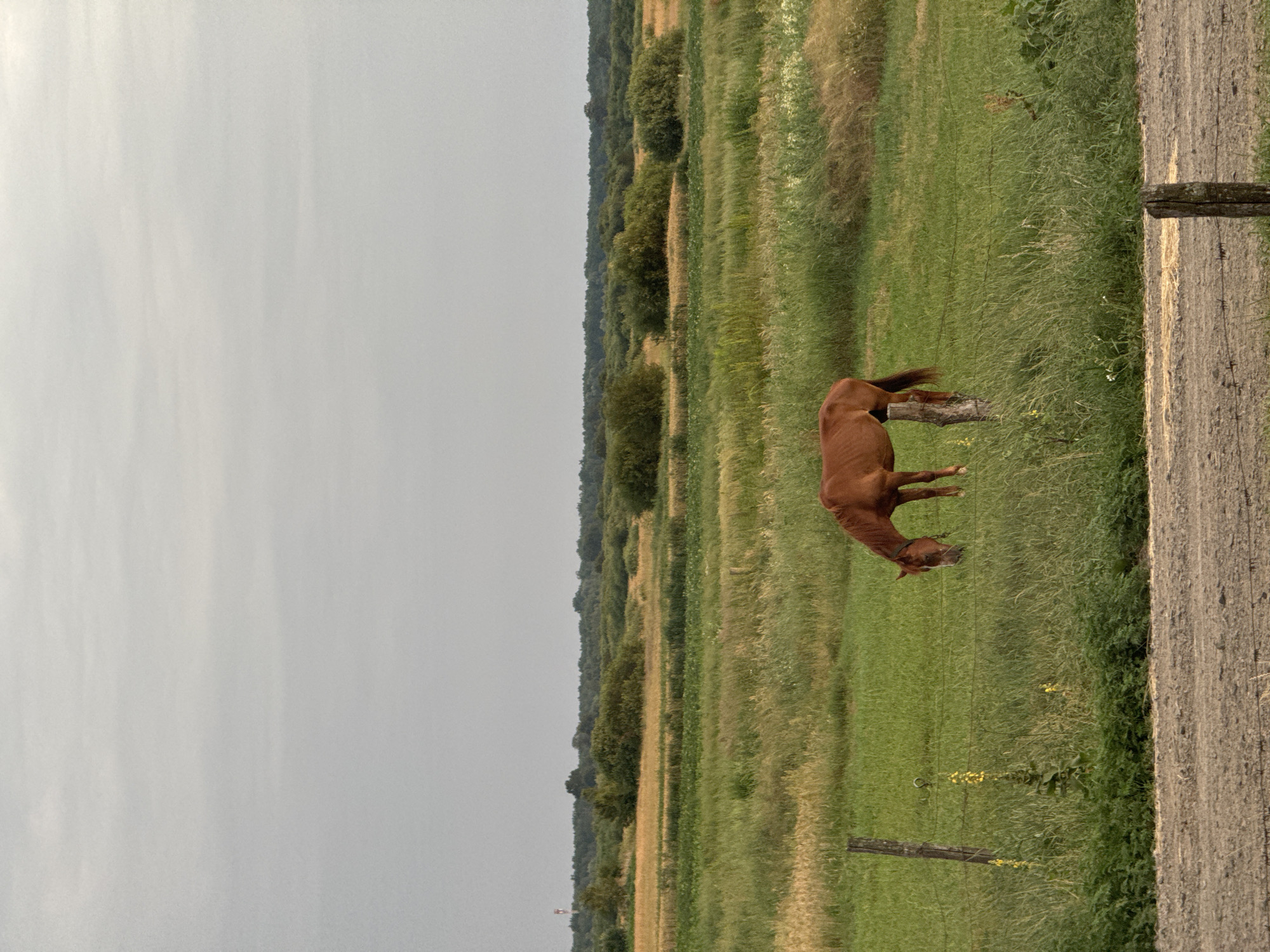 The media file shows a brown horse standing in a grassy field in Chemerne, Ukraine. The horse is facing left and appears to be grazing. The field is lined with trees in the background. The sky is overcast, suggesting it is either early morning or late afternoon. The image is taken from a slightly elevated perspective. There is a wooden fence post visible in the foreground, and a dirt road to the right of the field. The overall scene is peaceful and rural.