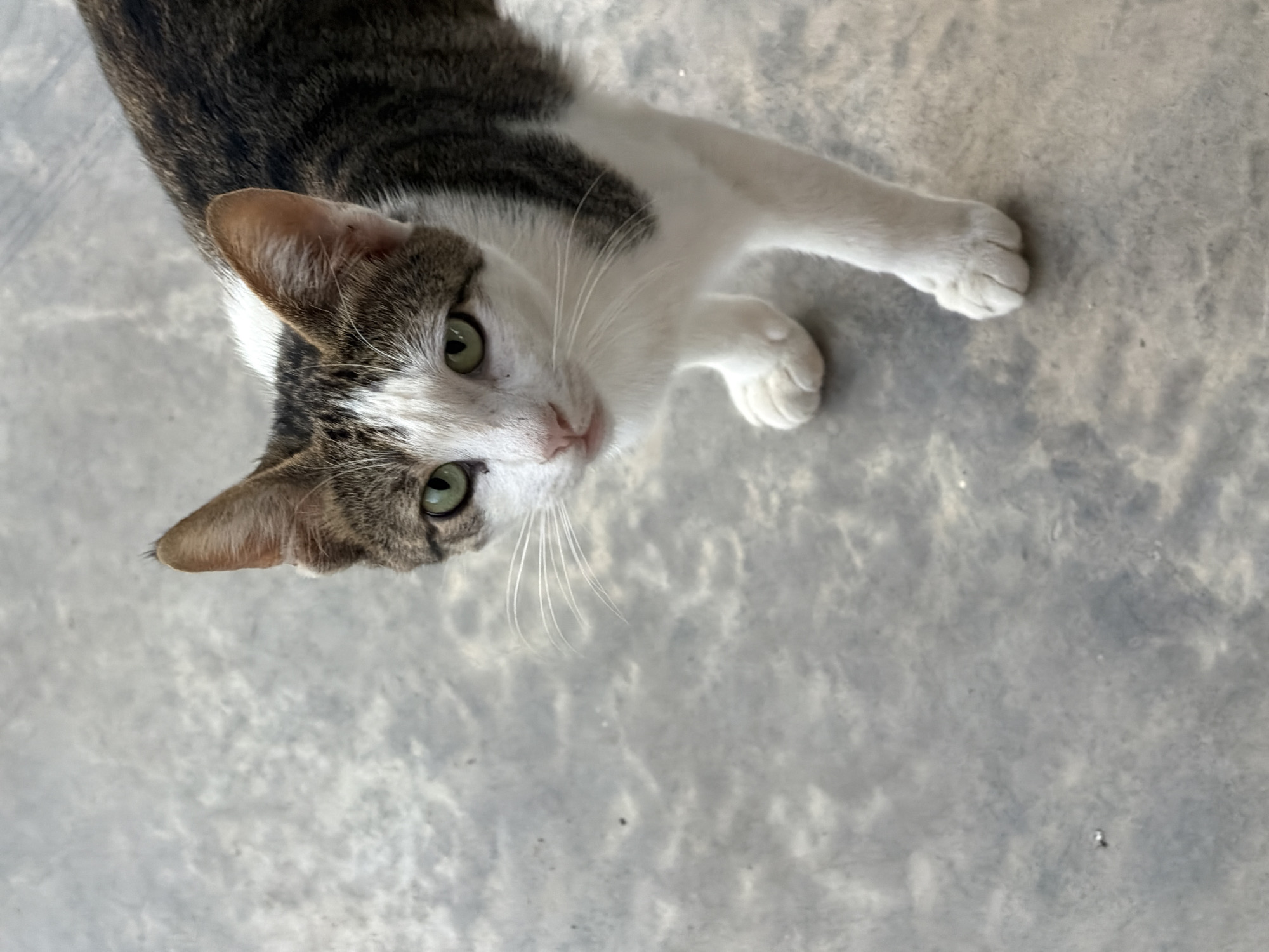 A close-up, eye-level shot captures a tabby and white cat standing on a concrete surface. The cat's head is angled slightly to the left, with its green eyes looking directly at the viewer. Its fur is a mix of grey tabby stripes and white patches, particularly on its chest and face. The concrete ground appears mottled grey with some subtle texture. The lighting suggests an outdoor setting, possibly during the daytime. The location is Sabirabad, Azerbaijan.