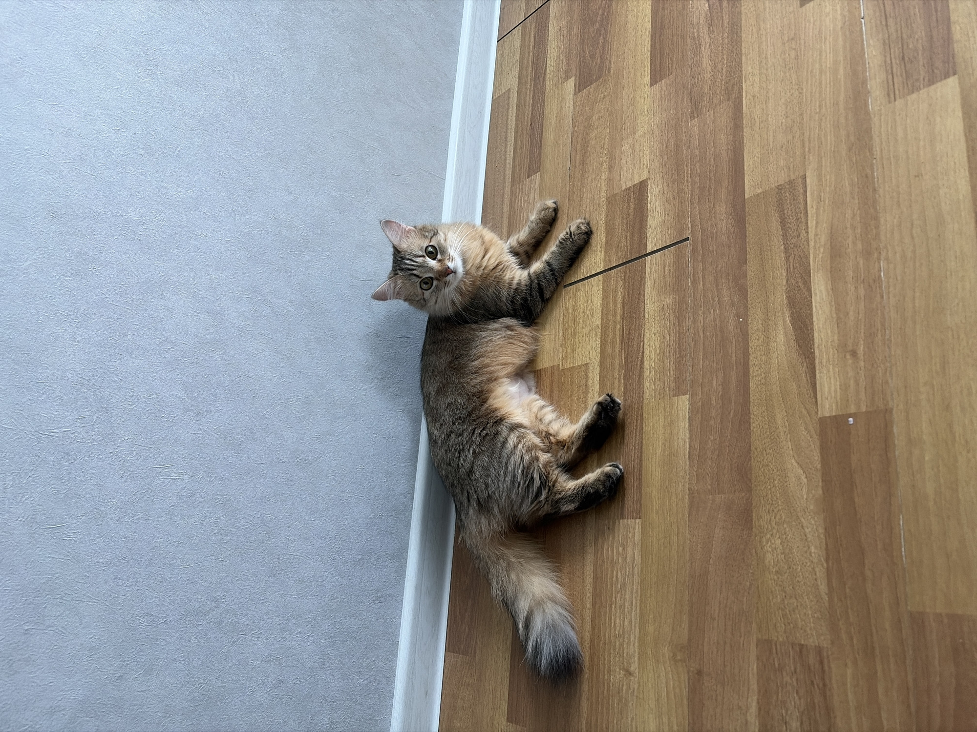 An indoor shot features a long-haired cat lying on a wooden floor, looking directly at the camera with a tilted head. The cat, with a fluffy tail and prominent tabby markings on its face, legs, and tail, is predominantly brown and beige with lighter fur on its belly. Its large, round eyes are fixed on the viewer, conveying a sense of curiosity and playfulness.
The cat is positioned diagonally across the frame, with its back against a light grey, textured wall. A white baseboard or trim separates the wall from the wooden floor. The floor consists of light to medium brown planks, possibly laminate or hardwood, with visible grain patterns and dark lines indicating seams between planks. The lighting appears even, suggesting an indoor setting without harsh direct sunlight. There is no visible text in the image. The scene depicts a calm and domestic environment, likely a home in Chaikovsky, Russia.