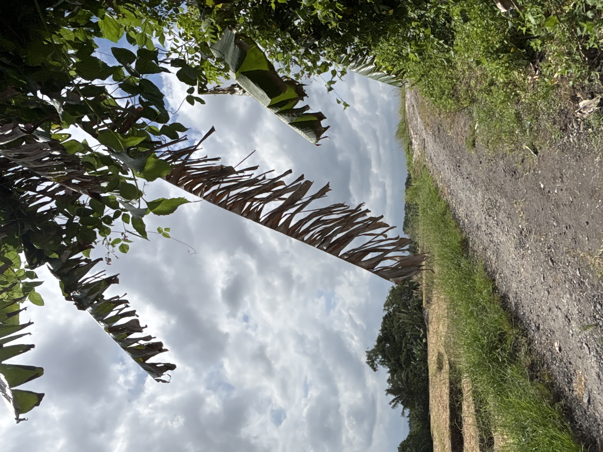 The image depicts a rural scene in Kerambitan, Indonesia, featuring a dirt road bordered by vegetation. To the left, banana plants with both green and decaying brown leaves overhang the road, partially obscuring a sky filled with white and gray clouds. The road itself is a mix of dirt and gravel, indicating possible vehicle or pedestrian traffic. Adjacent to the road is a strip of grassy vegetation. In the distance, denser trees are visible.