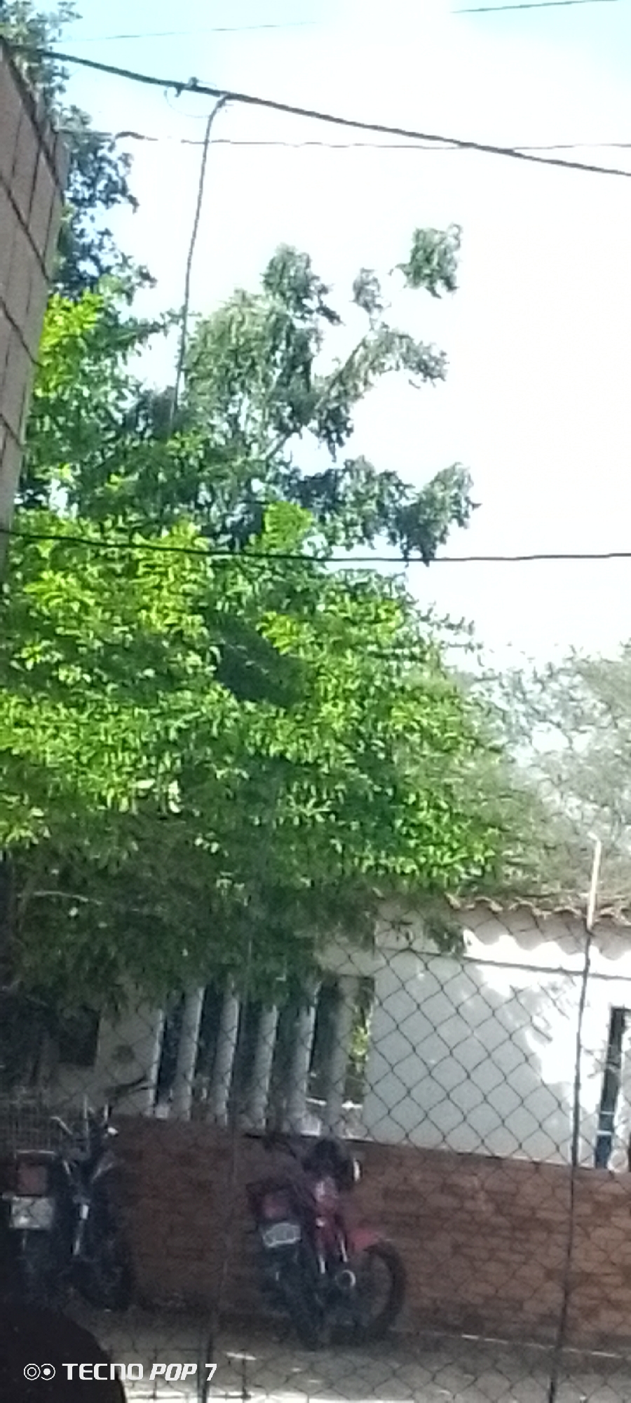 In Altagracia, Venezuela, a scene unfolds behind a wire fence. In the foreground, the lower portion of a motorcycle is visible, its body a dark color, with a license plate that is obscured by shadow. To its left, another motorcycle, predominantly black, is partially visible.
Beyond the fence, a red brick wall forms a backdrop, leading to a white structure with a tiled roof. Lush green foliage from a tree dominates the mid-ground, its branches reaching towards a bright, overcast sky. Power lines crisscross the upper portion of the frame, adding a utilitarian element to the otherwise natural and domestic setting. The overall impression is one of a quiet, possibly residential area, bathed in natural light.