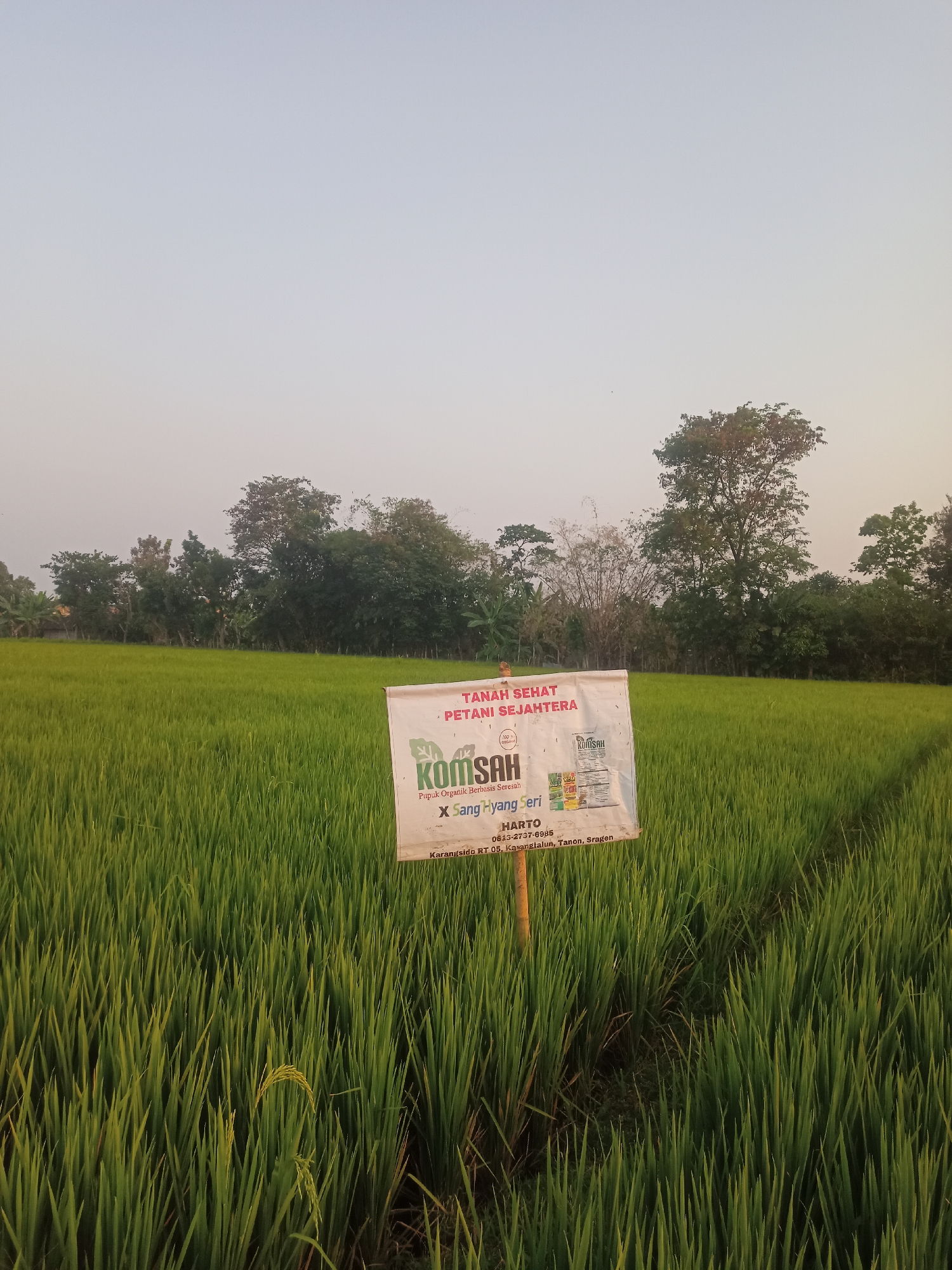 A rectangular white banner is planted in a lush green rice paddy. The banner, supported by a wooden stake, displays text in Indonesian. At the top, it reads "TANAH SEHAT PETANI SEJAHTERA" (Healthy Land, Prosperous Farmers). Below this, "KIMSAH" is prominently displayed in large green letters, with smaller text indicating "Pupuk Organik Berbasis Seresah" (Organic Fertilizer Based on Residue). Further down, "X Sang Hyang Seri" is written, followed by contact information: "HARTO 0813-2737-6985" and an address: "Karangsido RT 05, Karangtalun, Tanon, Sragen." The rice paddy stretches into the background, where a line of trees and vegetation forms a natural border under a hazy sky. The scene appears to be an agricultural setting in Karangtalun, Indonesia.