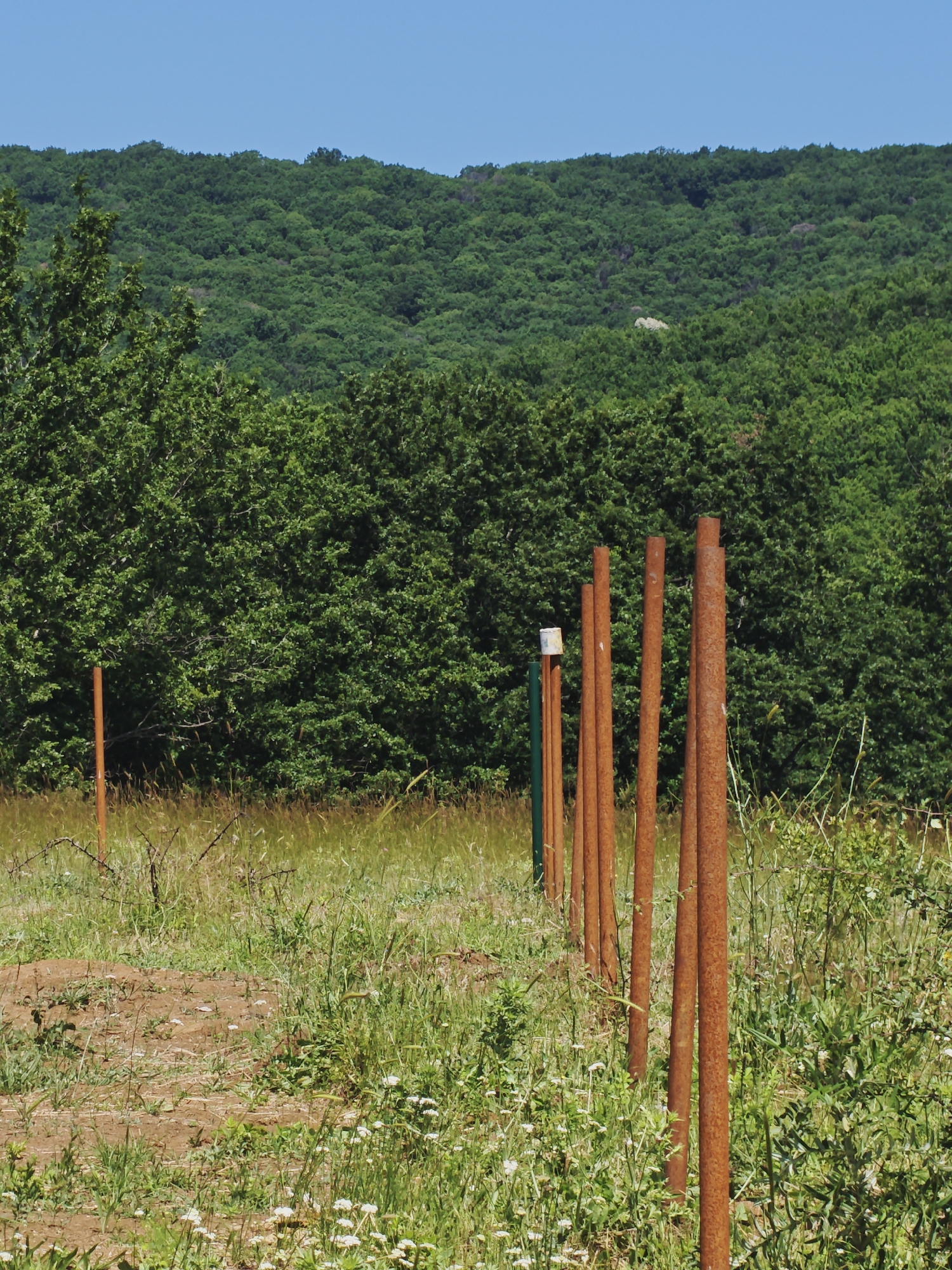 The image shows a rural scene with a line of rusty metal posts in a grassy field. Behind the posts, there is a dense forest covering a hilly landscape. The sky is clear and blue. The ground in the foreground is a mixture of dirt and vegetation, with small white flowers scattered throughout the grass. A single, thinner metal post is visible in the far left of the image, and a green post with a white cap is partially visible behind the line of rusty posts. The overall impression is one of a natural, undeveloped environment. There are no people or animals visible in the image. This scene is likely located in or near the village of Izgrev, Bulgaria, given the context provided.