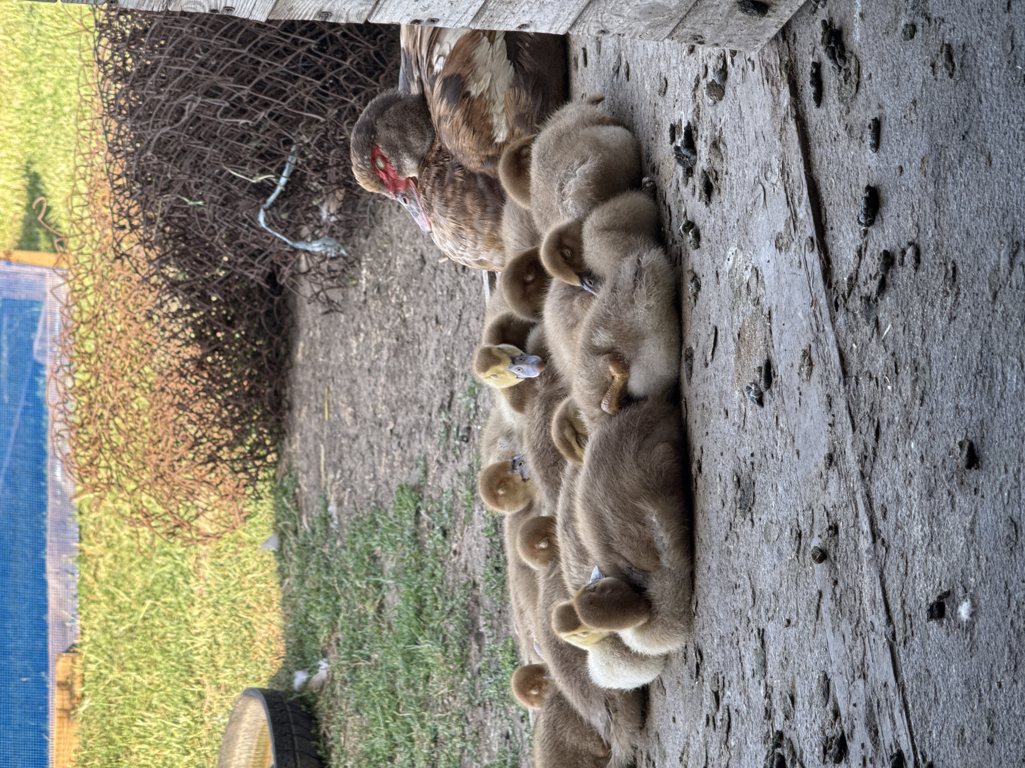 A group of ducklings are nestled together in a circle on a dirt ground, some with their heads tucked in. A larger duck, presumably their mother, rests behind them. In the background, there is a patch of grass and a pile of rusted wire mesh. The scene appears to be an outdoor enclosure or farmyard.