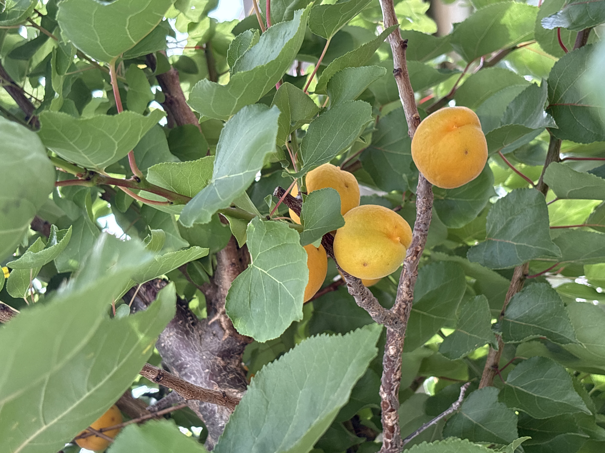 The image shows a close-up of an apricot tree branch laden with ripe apricots. The fruits are a vibrant yellow-orange color, and their fuzzy texture is visible. They hang from thin stems against a backdrop of lush green leaves and darker, textured branches. The light filtering through the leaves suggests it is daytime, likely sunny, given the bright color of the fruit. The scene is natural and peaceful, evoking a sense of abundance and the bounty of a fruit tree. The image is likely taken outdoors in a region with a suitable climate for apricot cultivation, such as Orihuela, Spain, known for its agriculture. No people or text are visible in the image. The focus is entirely on the natural beauty of the ripening fruit on the tree.