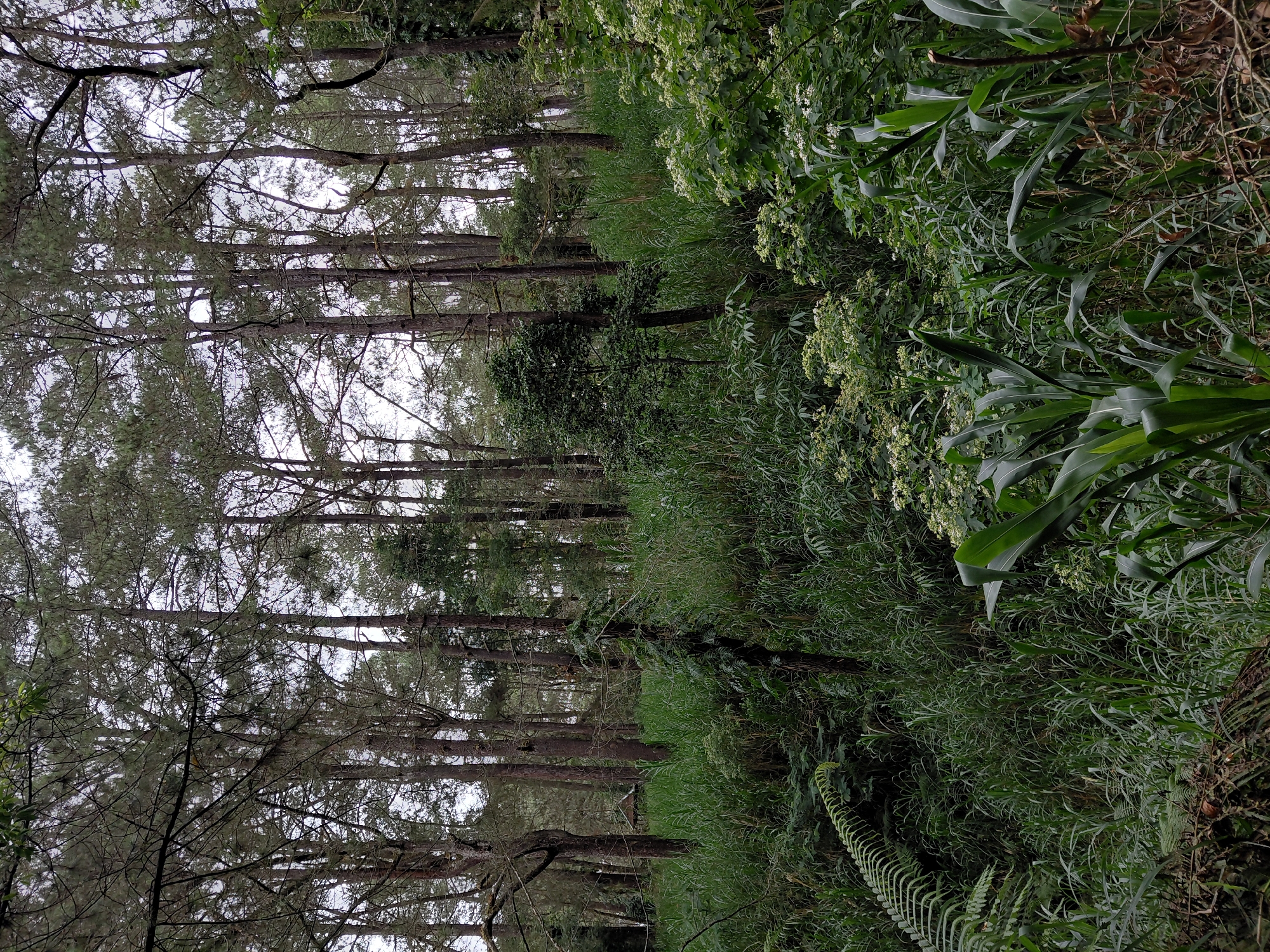 The image depicts a dense forest scene in Kintamani, Indonesia. Tall, slender trees with thin trunks dominate the upper portion of the frame, their branches creating a canopy that allows diffused light to filter through. The forest floor is covered in a thick layer of lush green vegetation, including tall grasses, ferns, and smaller leafy plants. Some of these plants are growing upwards, some are climbing on the trees, and some are in clumps. A small, rustic wooden hut or shelter with a dark roof is visible in the background, nestled amongst the trees and vegetation, suggesting a human presence or a place of rest within the natural environment. The overall atmosphere is one of a secluded and overgrown natural setting, typical of a tropical forest. The image does not contain any people or animals.