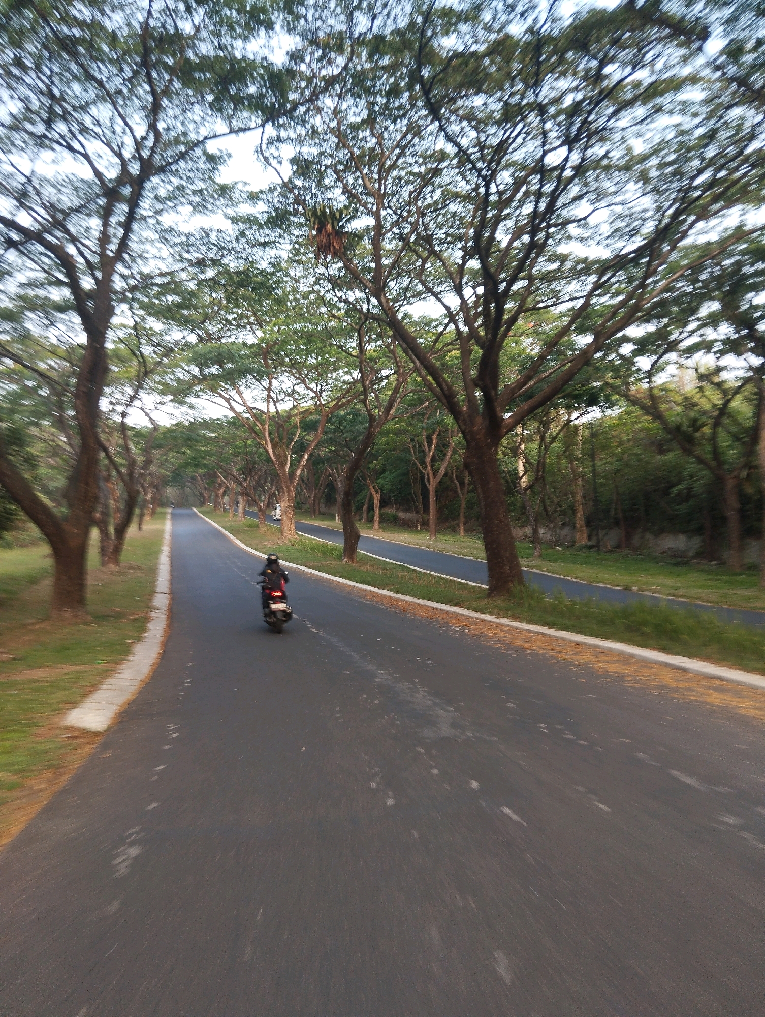 The image captures a scenic road lined with trees in Babakan Madang, Indonesia. A person is riding a motorcycle on the right side of the asphalt road. The road curves gently to the left, with a grassy area and more trees on the left side. The trees have dense foliage, creating a canopy over the road. The sky is visible through the branches, with a mix of light and shadow. The overall scene suggests a peaceful and natural environment within the city.