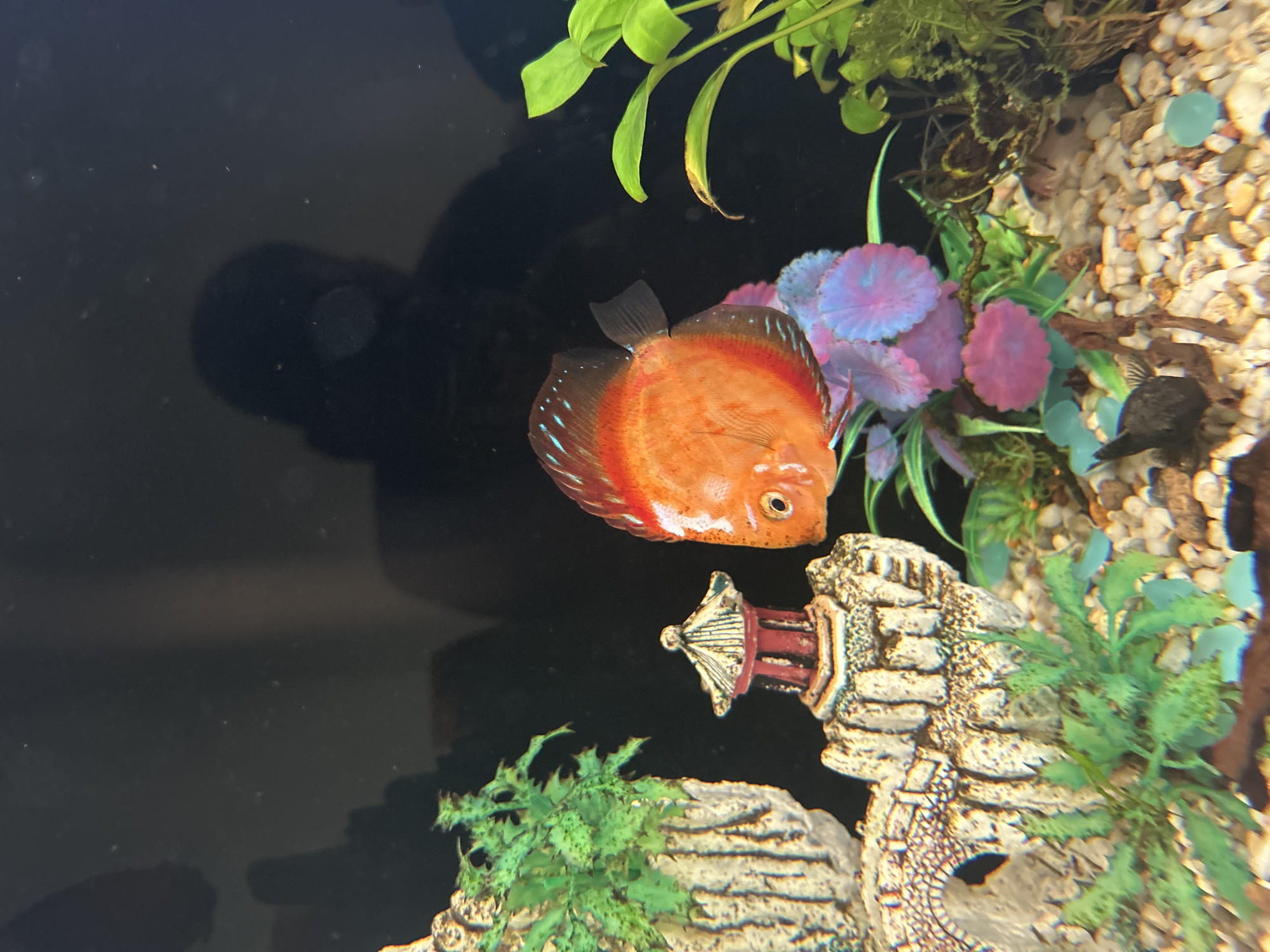 The image shows a close-up view of an aquarium containing a single discus fish with bright orange and red coloration. The fish is positioned in the center-right of the frame, facing left. The aquarium features a decorative landscape including a multi-tiered pagoda-style ornament with red and white accents, artificial green plants, and colorful artificial aquatic plants in shades of pink and blue. The substrate is composed of small, light-colored gravel. In the background, a dark, shadowed silhouette of a person is visible, suggesting the photograph was taken by someone looking into the aquarium. The overall environment is an indoor aquarium setup. There is no information in the image that suggests the location is in Qaratau, Kazakhstan.