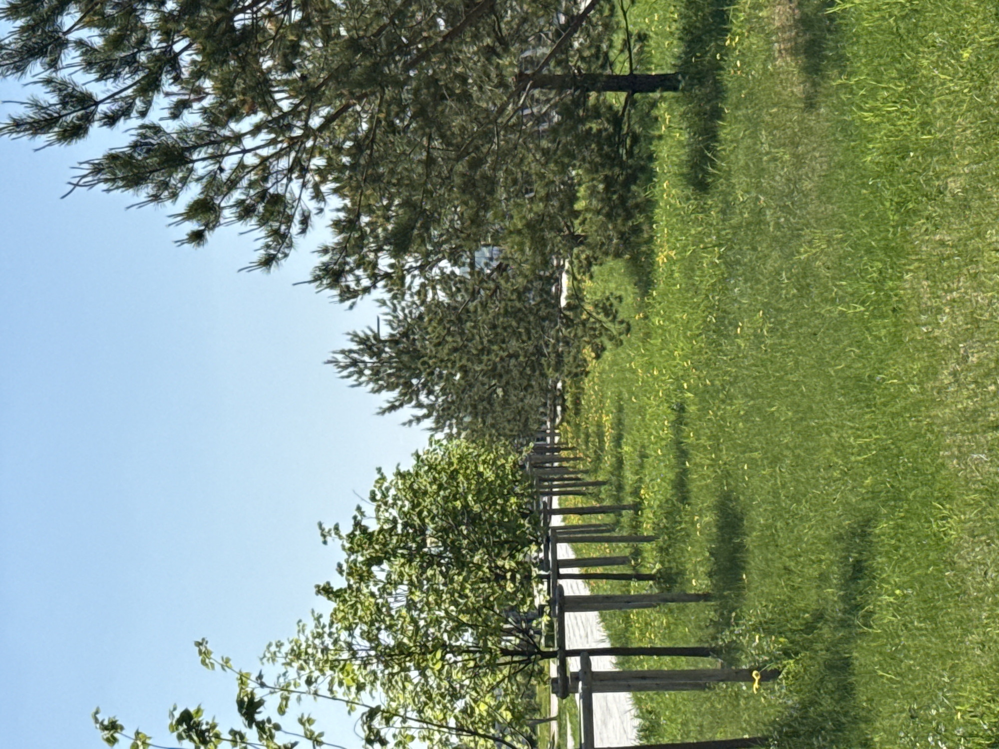 The image depicts a park scene in Votkinsk, Russia. A wooden fence separates a paved pathway from a grassy area with scattered yellow flowers, likely dandelions. Several trees are present, including what appears to be a pine tree and a younger tree with green leaves closer to the foreground. The sky is clear and blue. No people are visible.