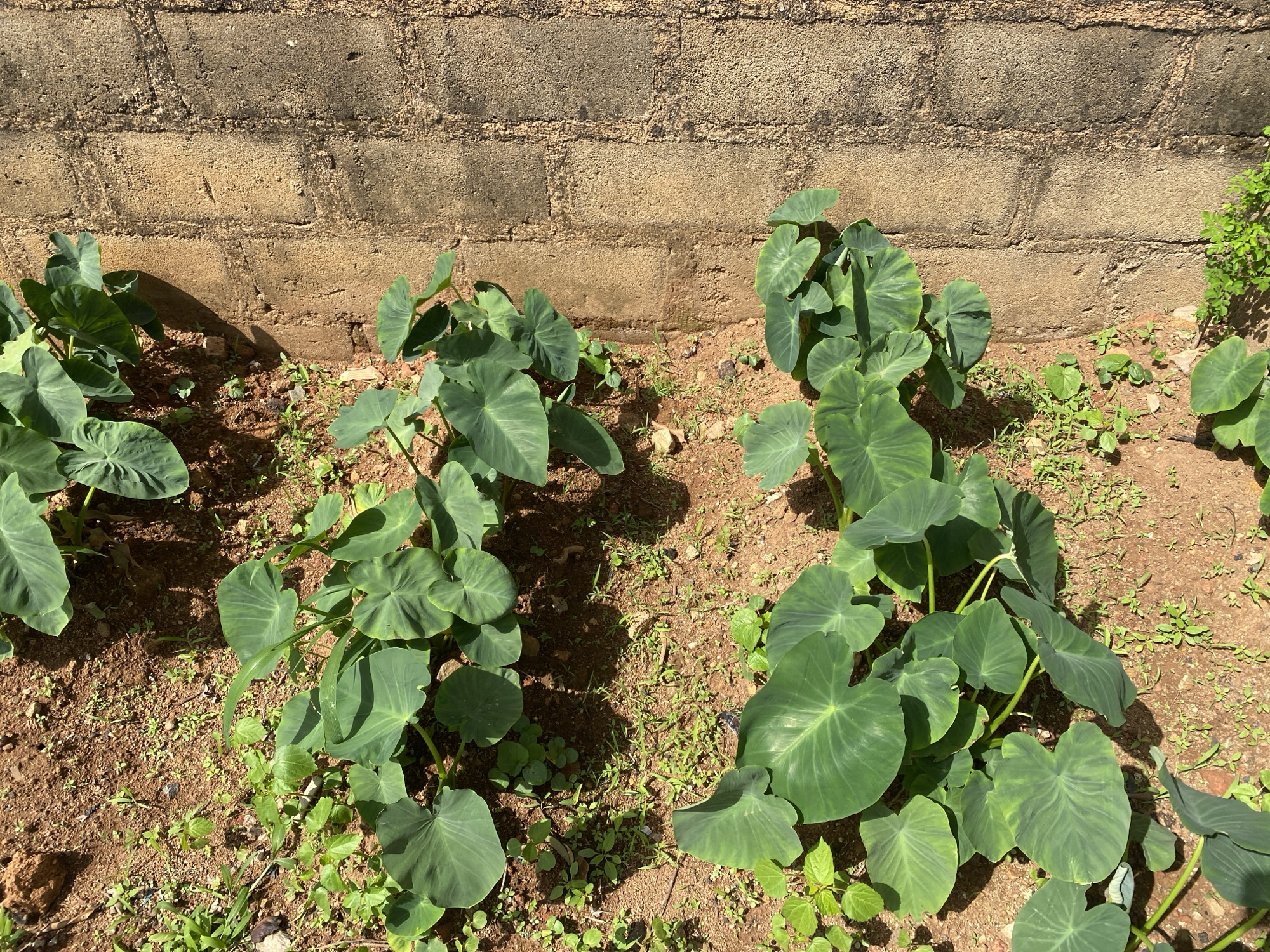In Gura Top, Nigeria, a close-up aerial shot captures a sun-drenched patch of earth adjacent to a textured, light brown brick wall. The wall, constructed from concrete blocks, exhibits rough surfaces and horizontal mortar lines, with shadows cast by an unseen light source. At the base of the wall, a cluster of broad, heart-shaped, deep green taro plants thrive in the reddish-brown soil. These plants are lush and vibrant, with thick stems and large, glossy leaves. Small, sparse green weeds dot the ground between the taro plants, creating a naturalistic ground cover. The lighting suggests it is midday, with sharp contrasts and clear shadows.