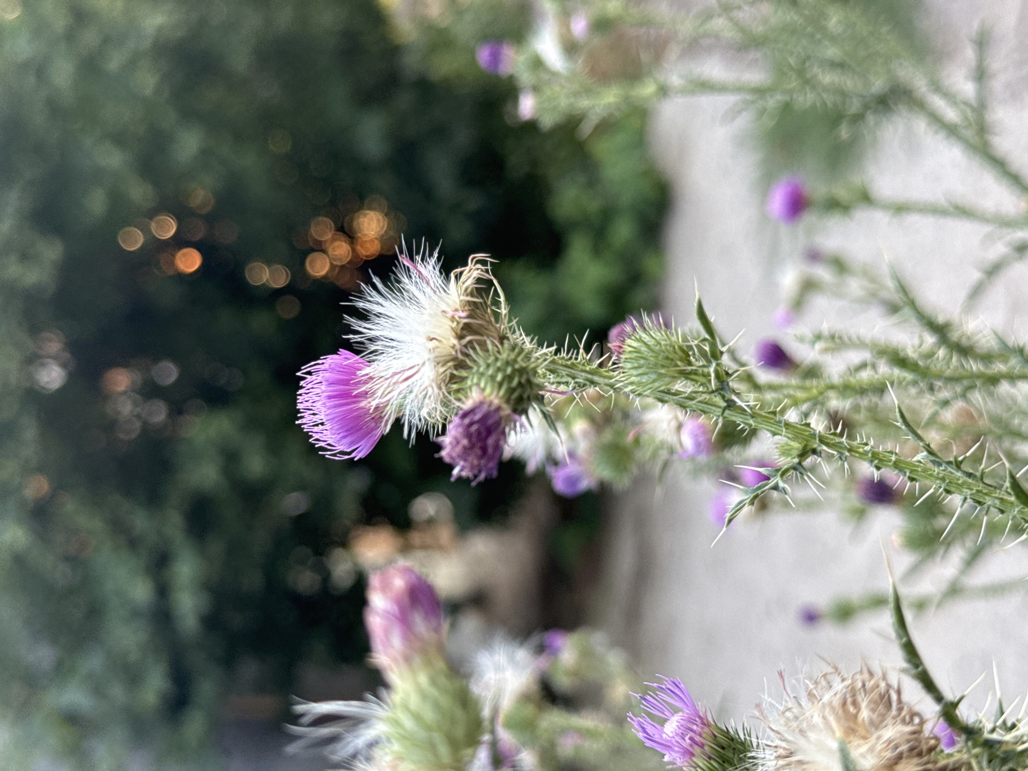 A close-up, shallow depth of field, vertical shot shows a thorny thistle plant with purple flower heads and fluffy seed heads. The plant is in focus in the foreground, with its spiky stem and leaves clearly visible. Behind the thistle, the background is blurred, with green foliage and soft bokeh lights from the setting sun visible. The ground appears to be a pale, dusty path.