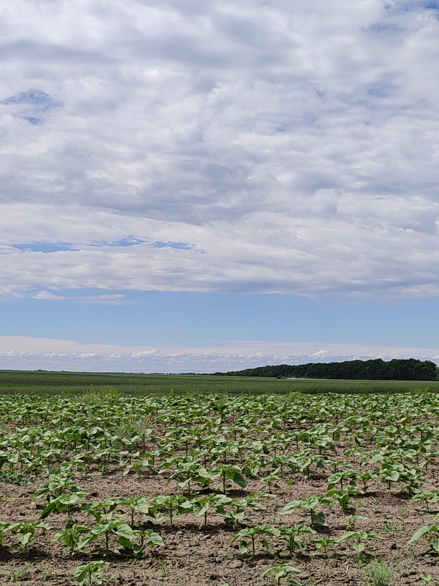 A vast field of young green plants, likely sunflowers, stretches across the foreground of the image. The plants are evenly spaced and stand upright in the dry, brown soil. In the mid-ground, a darker green field extends into the distance, bordered by a dense line of trees. A red tractor can be seen in the distance, possibly spraying the field. The sky above is a mix of blue sky and dramatic, wispy white clouds. The scene appears to be set in a rural area, likely in or around Ustyvytsia, Ukraine, given the presence of agricultural fields and typical Ukrainian landscapes. There are no people visible in the image.