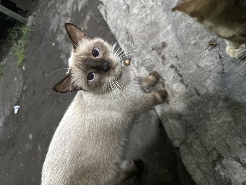 A light-colored cat with classic Siamese point coloration is prominently featured, looking directly at the viewer with wide, inquisitive blue eyes. Its face, ears, paws, and tail are a dark brown, contrasting with its cream-colored body fur. A small golden bell is visible on its collar around its neck. The cat's head is slightly tilted, giving it an alert and curious expression, and its long white whiskers are clearly visible. Its front paws are resting on a dark, textured surface, possibly concrete or pavement, which covers most of the ground in the image.
The background to the left shows a darker, blurry area with hints of green foliage or grass, and a small white object (possibly a discarded piece of paper or plastic) on the ground. To the right of the main cat, in the upper right corner of the frame, the head and a front paw of another cat, which appears to be a lighter brown or ginger color, are partially visible, suggesting a second feline presence just out of full view. The ground beneath both cats is dark and uneven, with visible cracks and variations in texture, suggesting an outdoor or semi-outdoor setting. The lighting appears to be dim, possibly evening or nighttime, with some light source illuminating the cats, causing reflections in the main cat's eyes.